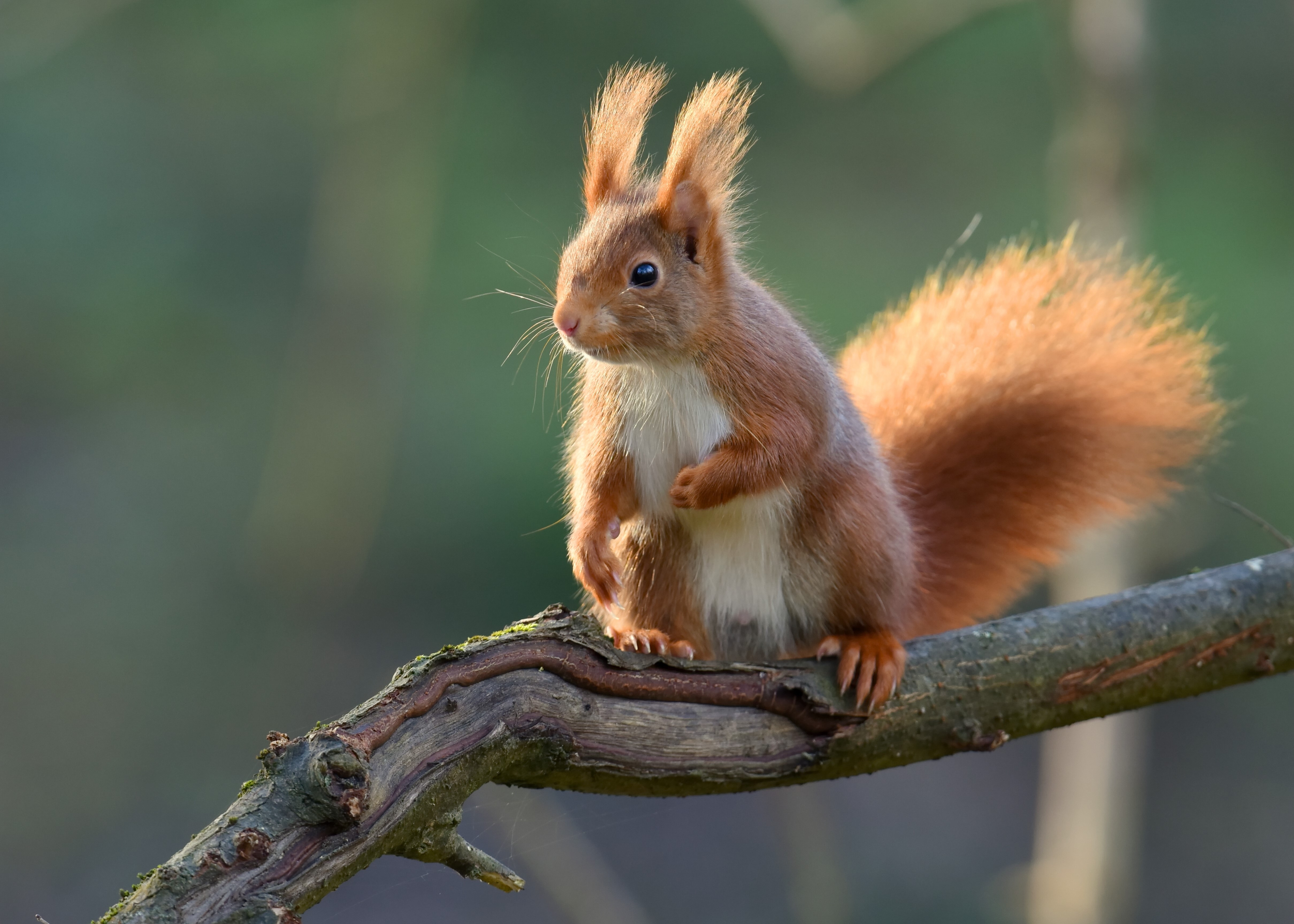 Red Squirrel on a Branch HD Wallpaper