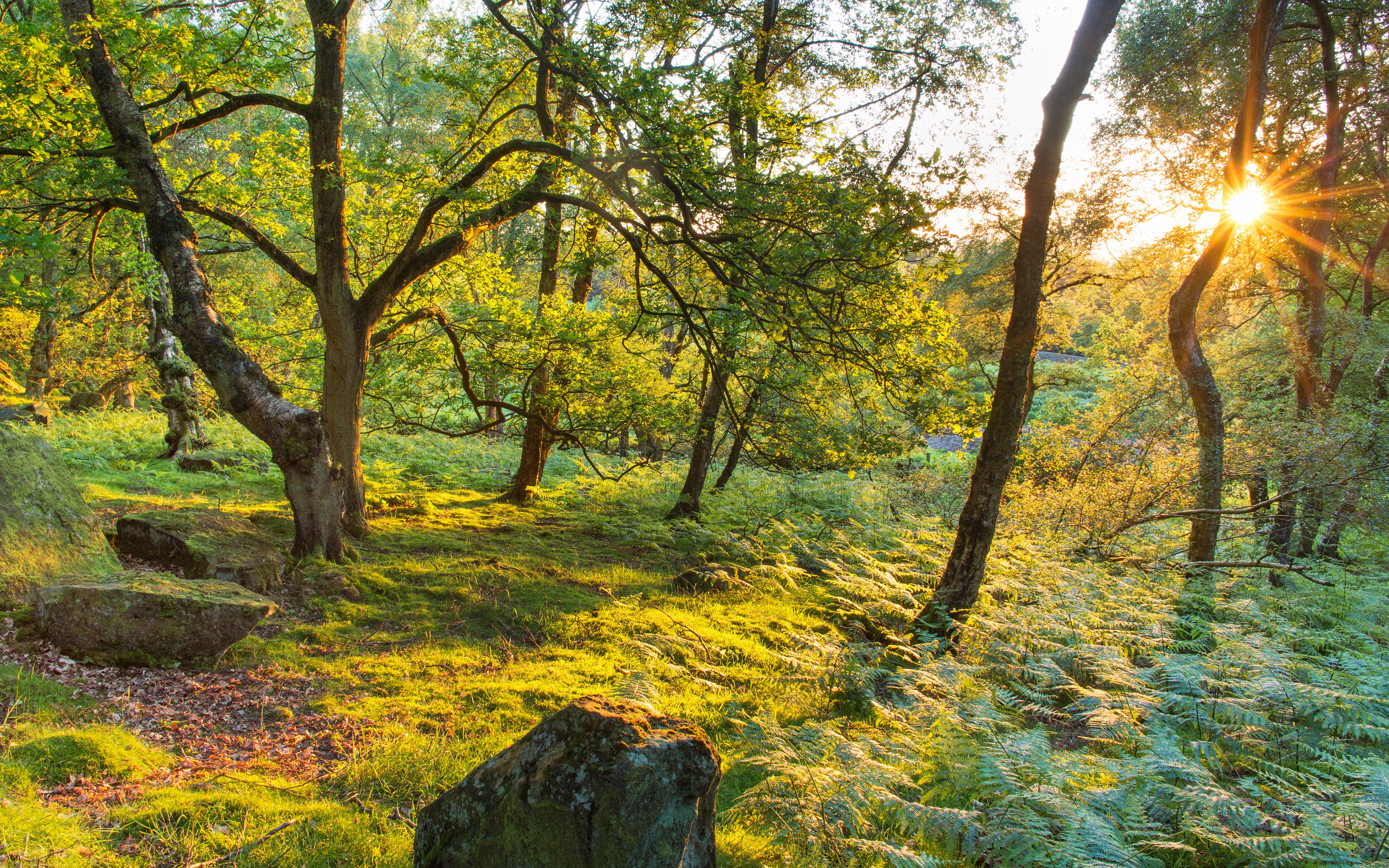 Sunlight filtering through trees in Stanton Moor, United Kingdom HD Wallpaper