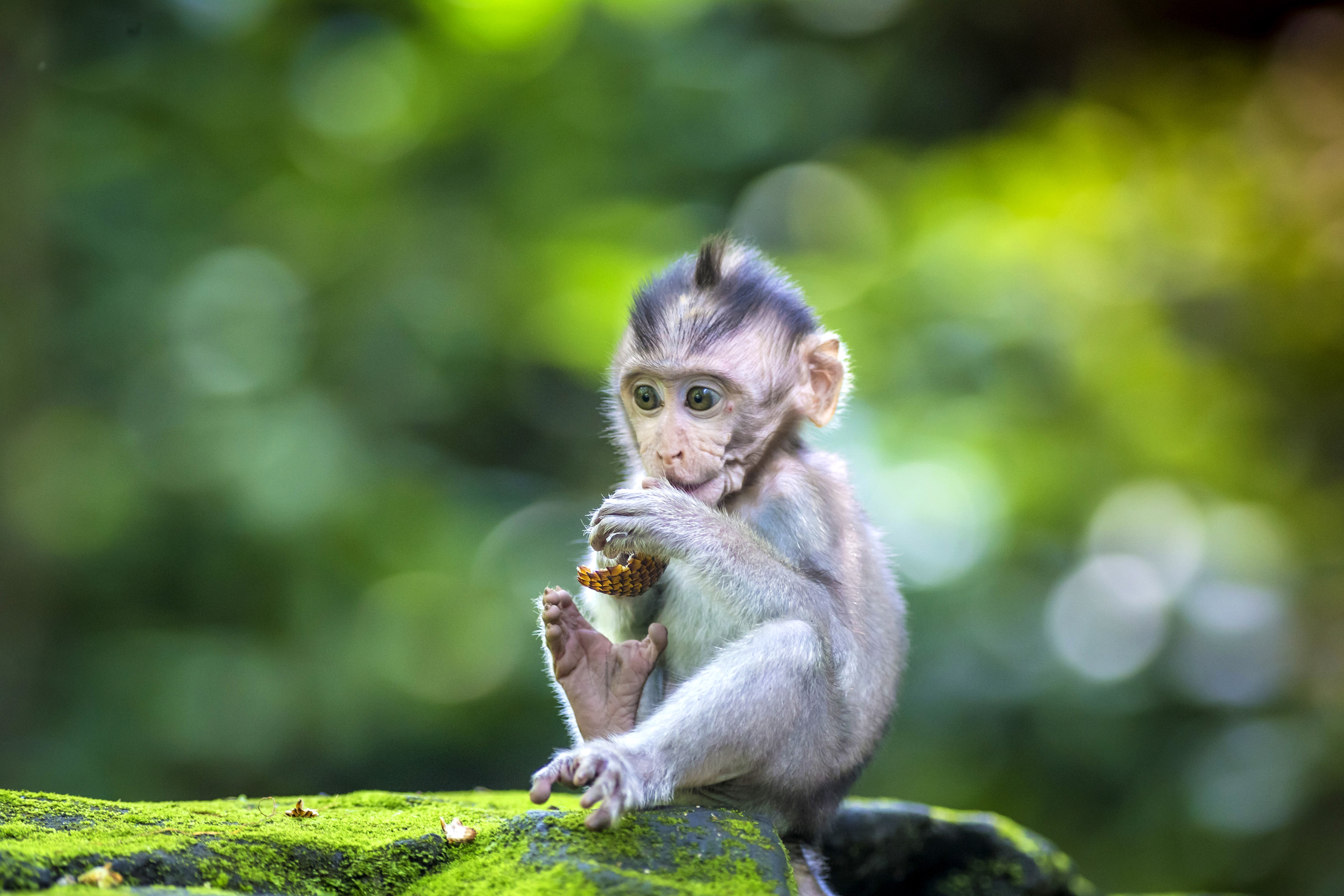 Baby Monkey Eating Food on Mossy Rock HD Wallpaper