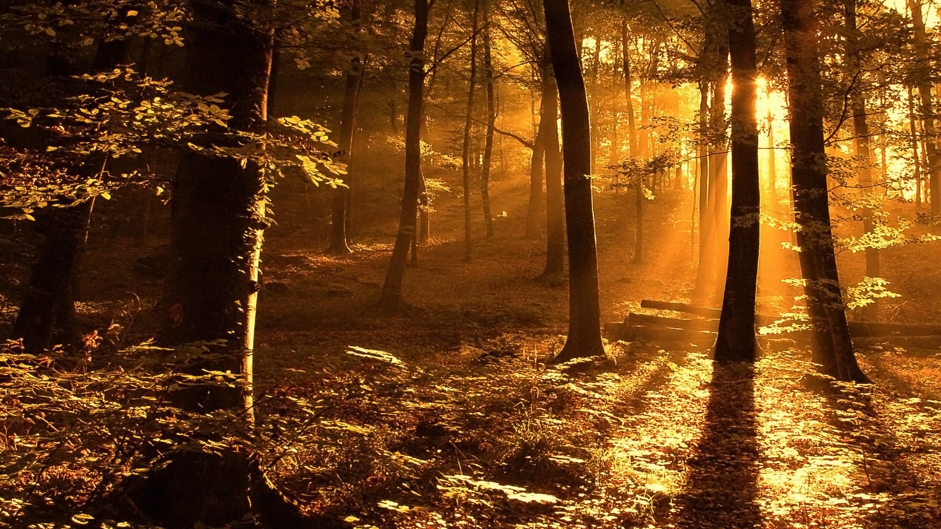 Sunlight filtering through trees in a forest HD Wallpaper