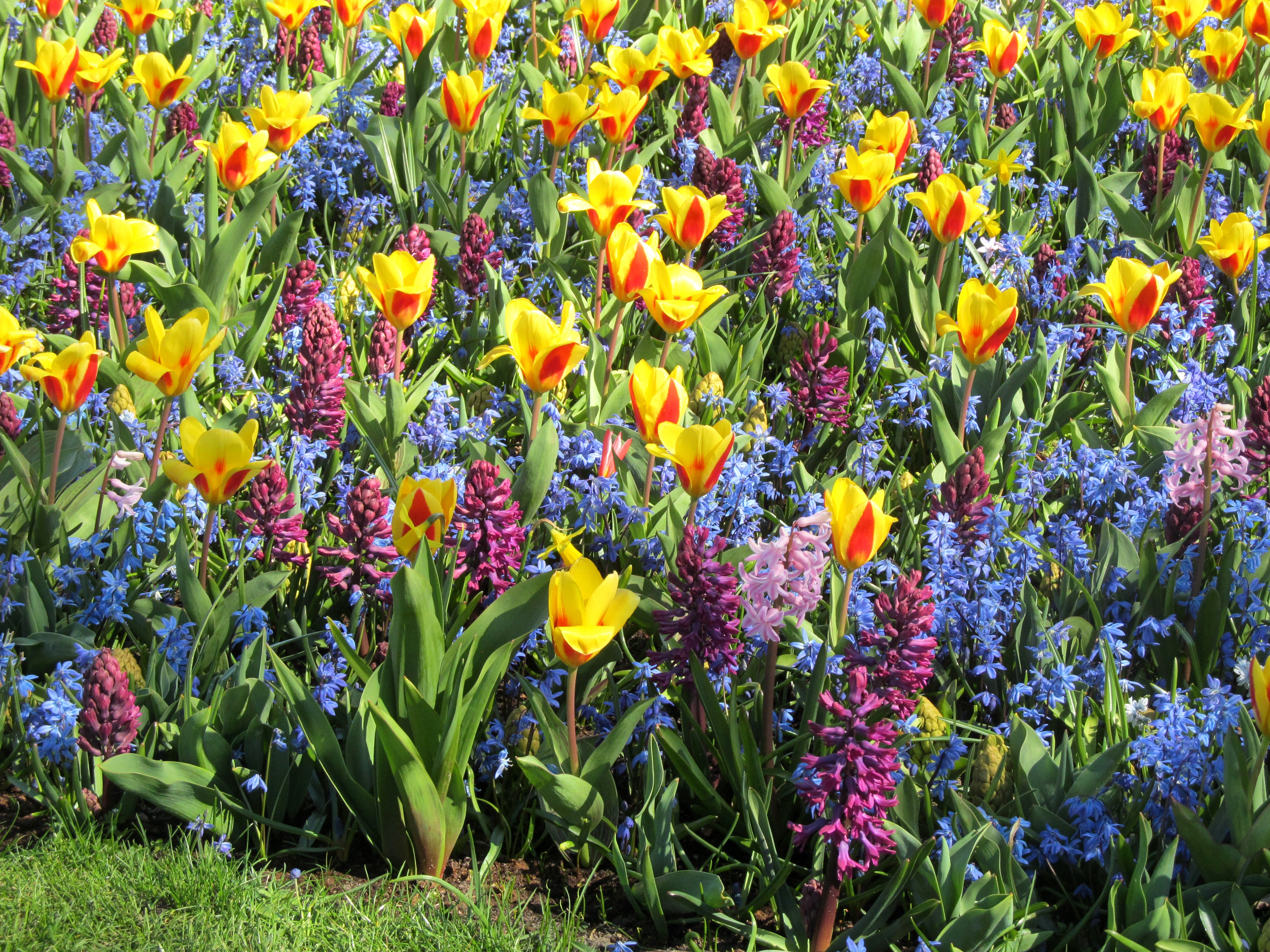 4K Tulips and Hyacinths Field HD Wallpaper