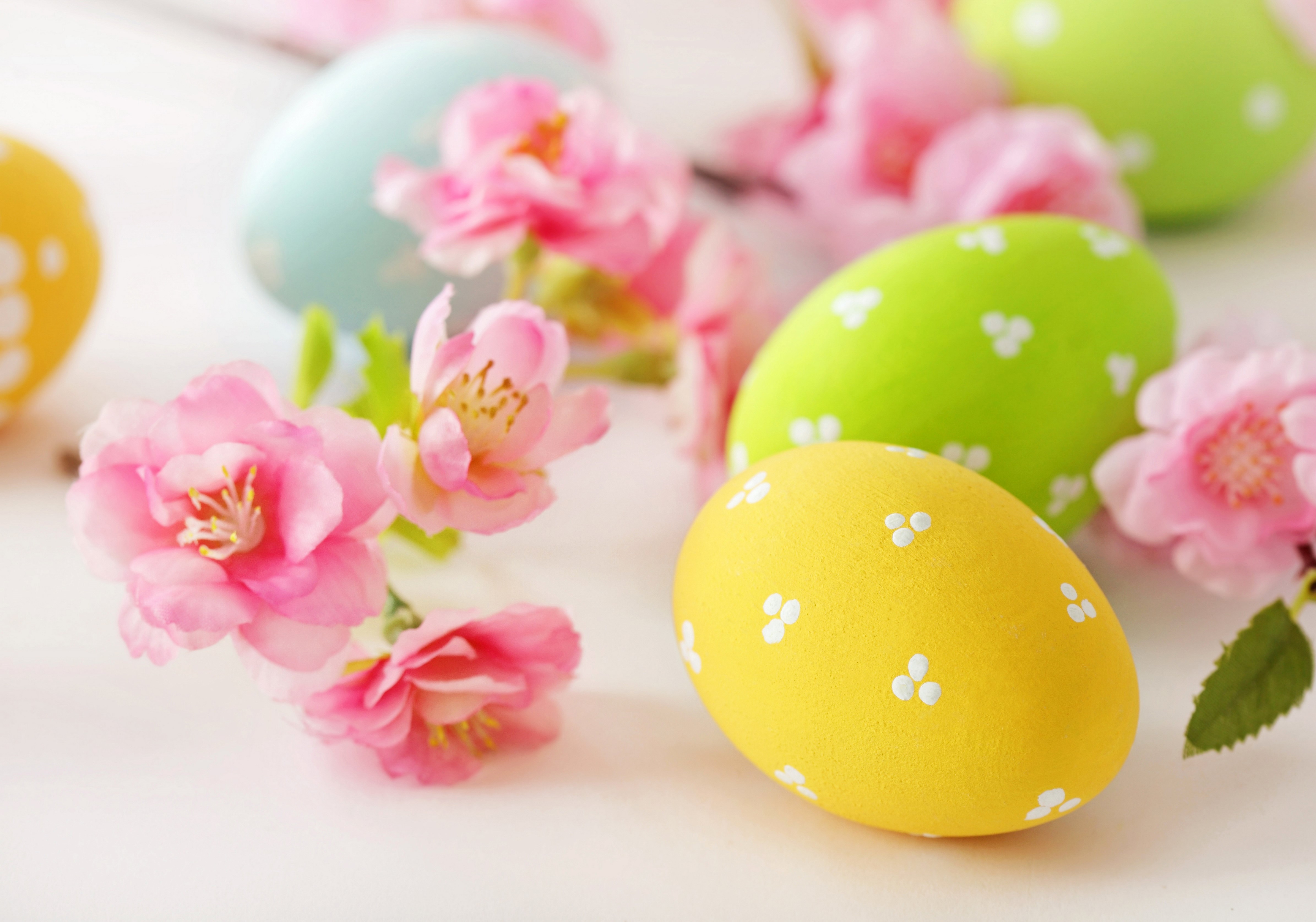 Easter eggs and pink flowers HD Wallpaper