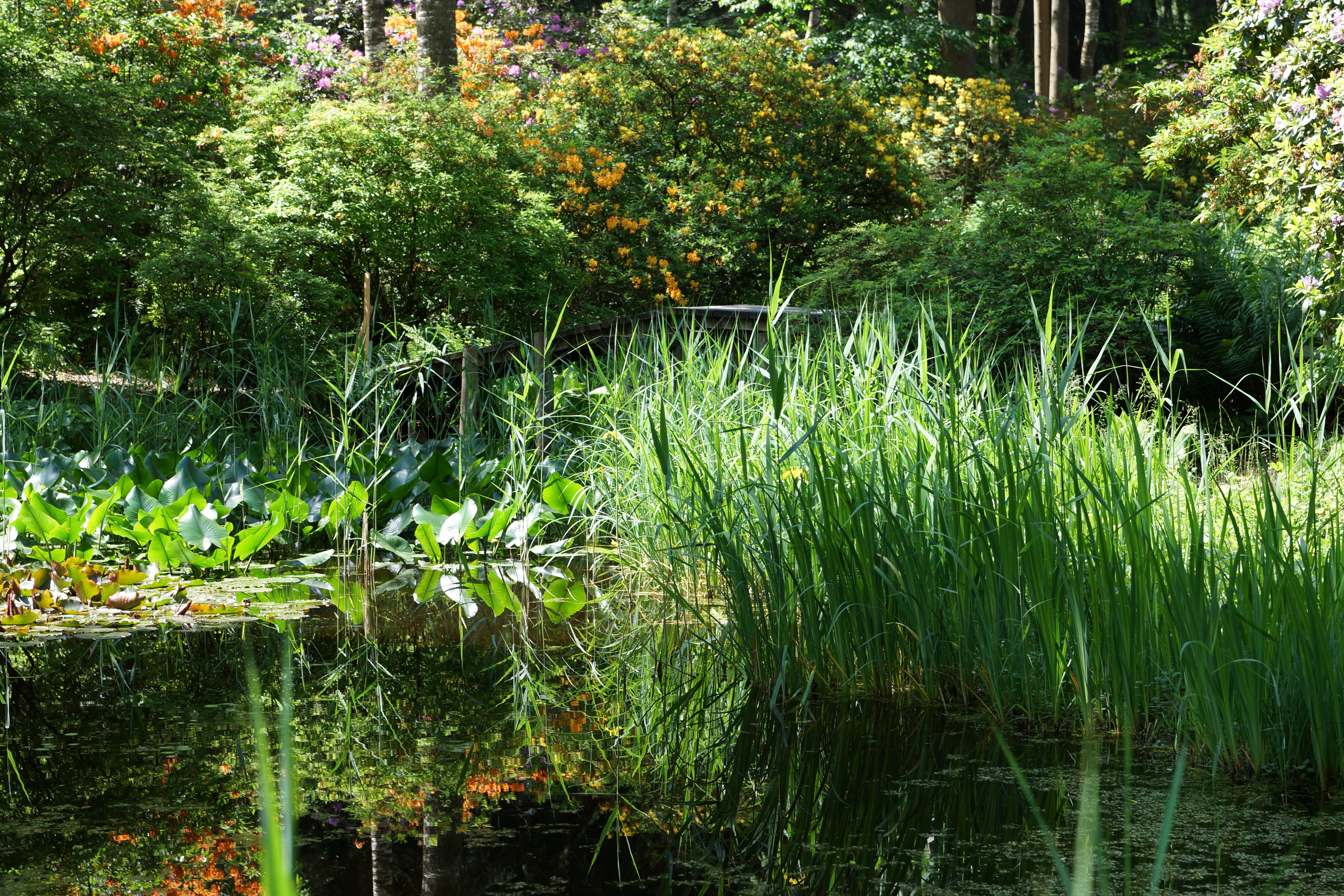 Pond with water lilies and reeds in a park HD Wallpaper