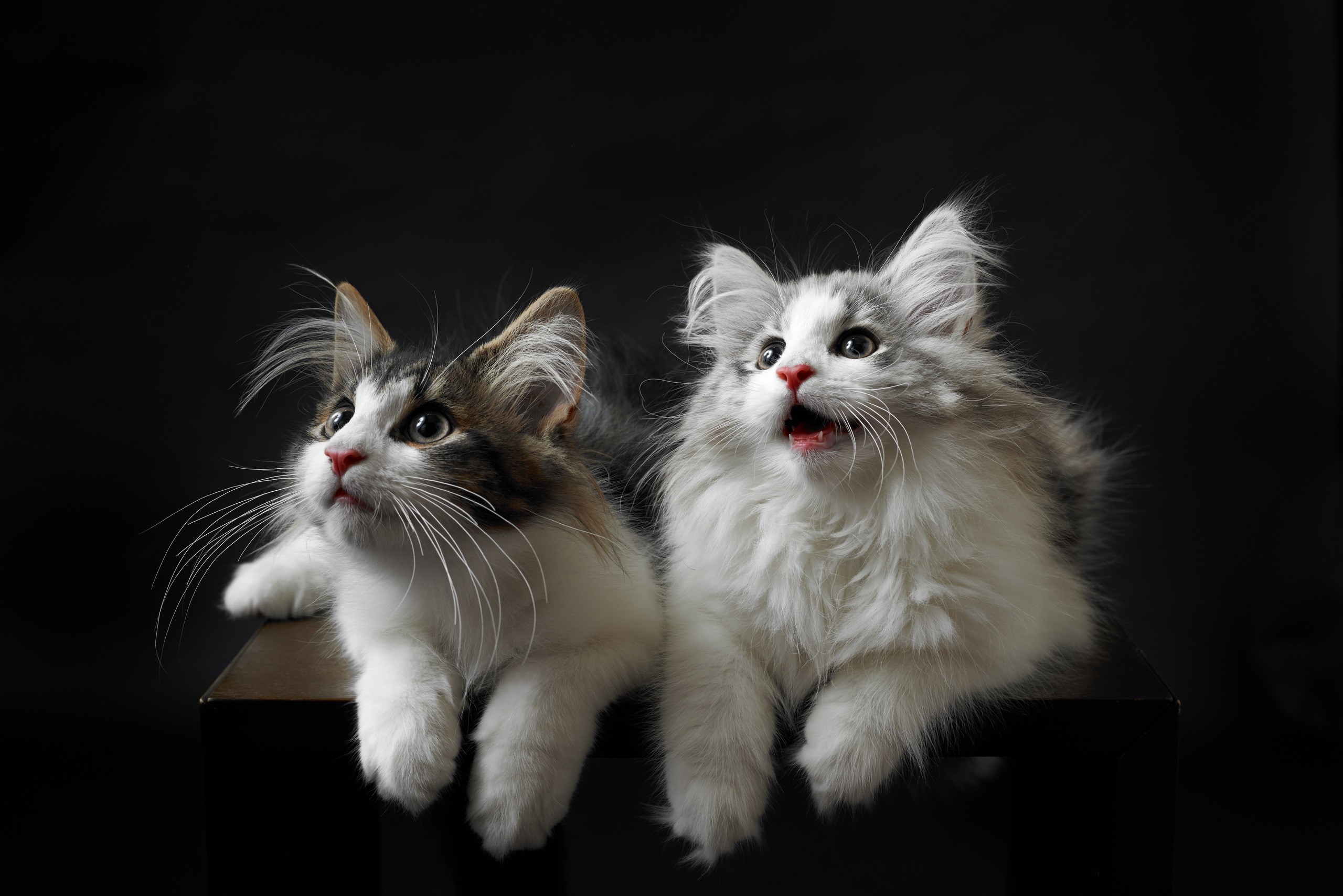 Two fluffy kittens looking up HD Wallpaper