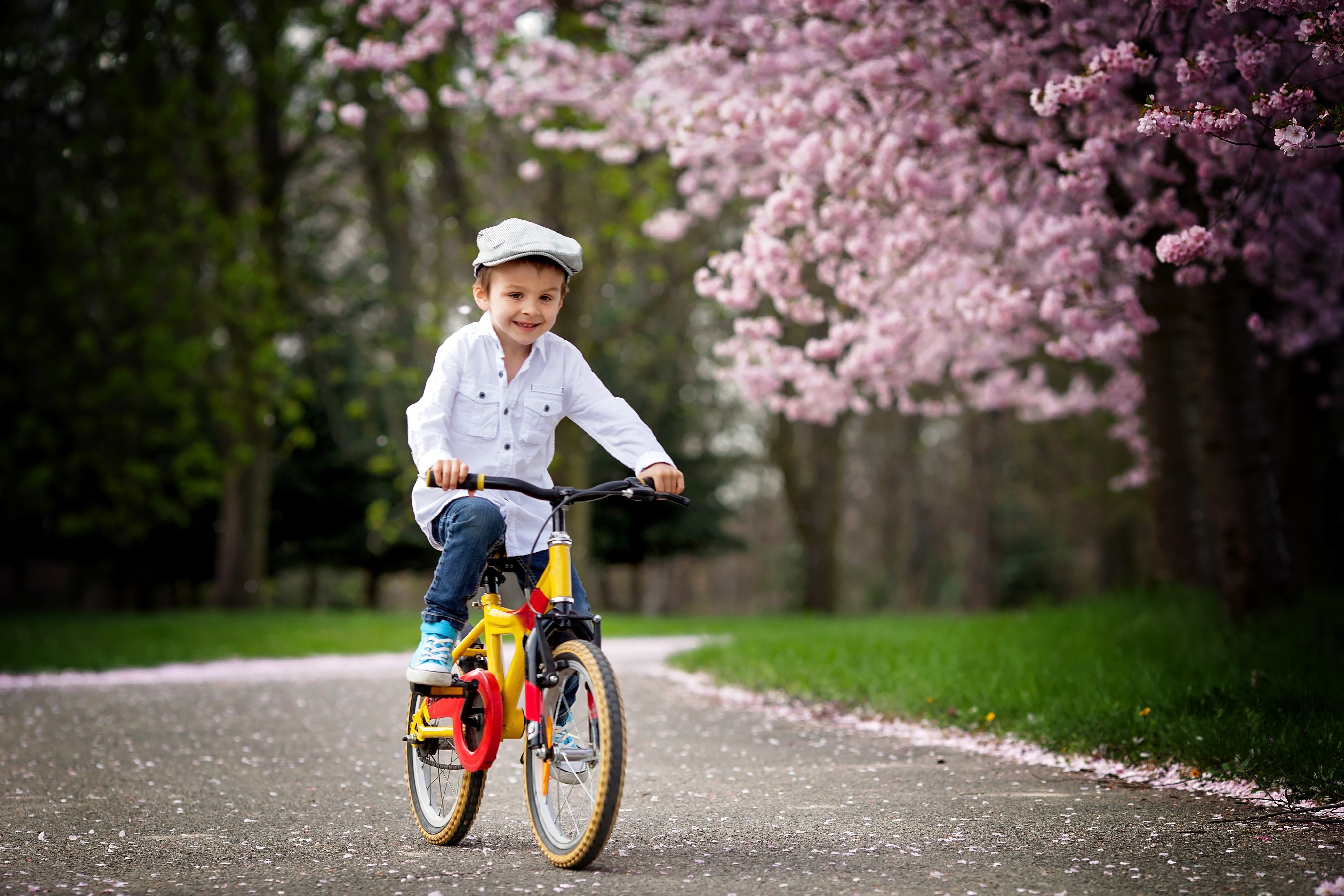 Boy on a bicycle in a park with cherry blossoms HD Wallpaper