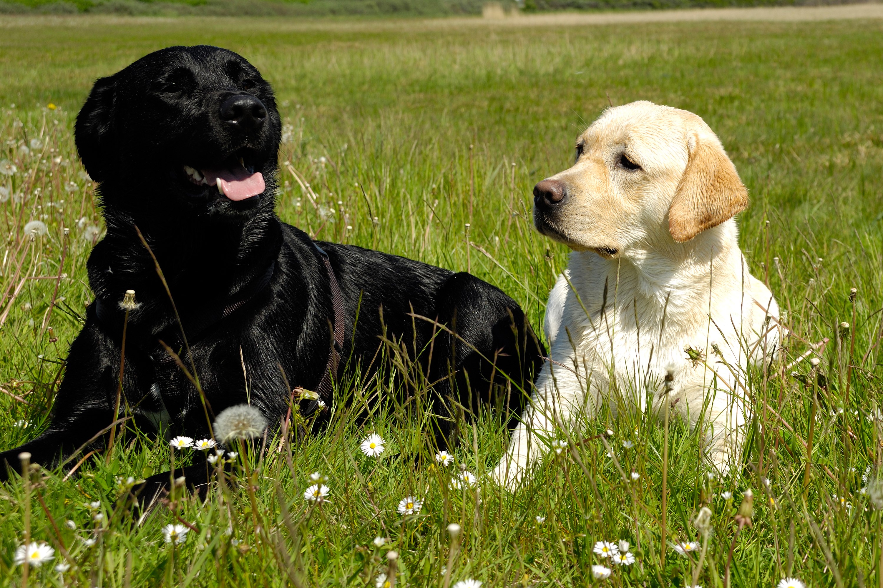 Black and yellow Labrador dogs in grass HD Wallpaper