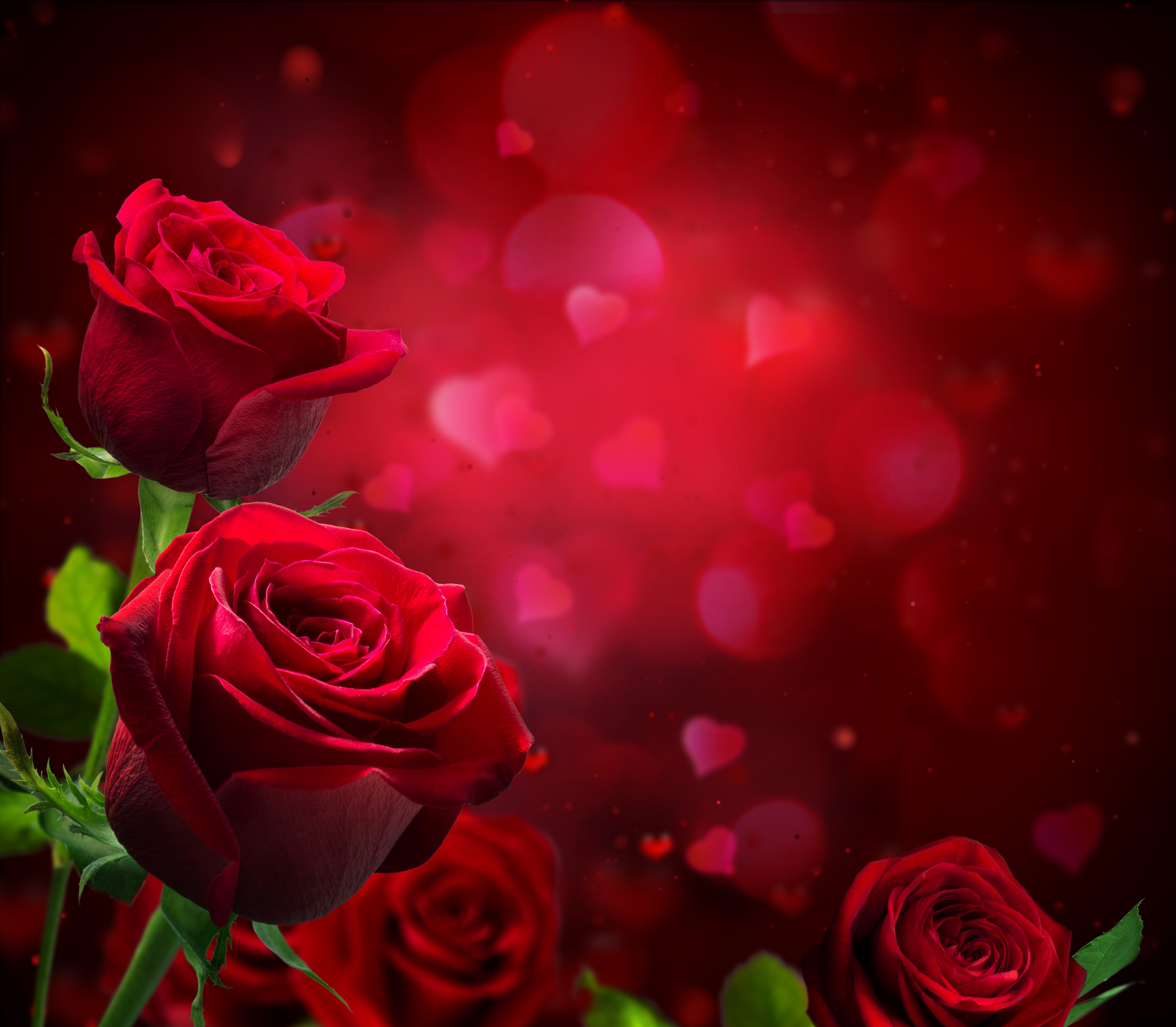 Red Roses with Hearts Bokeh HD Wallpaper