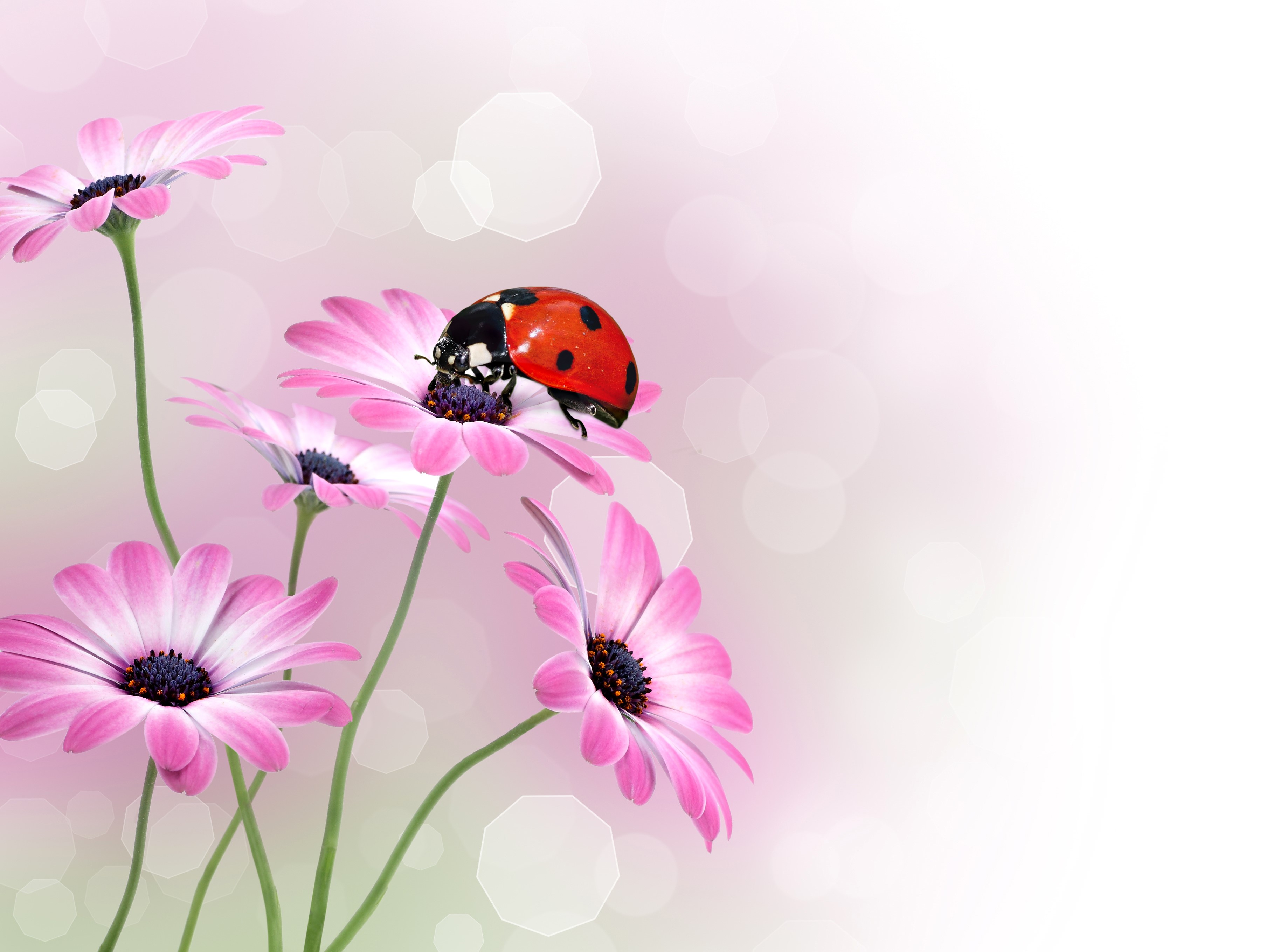 Ladybug on pink daisy flowers HD Wallpaper