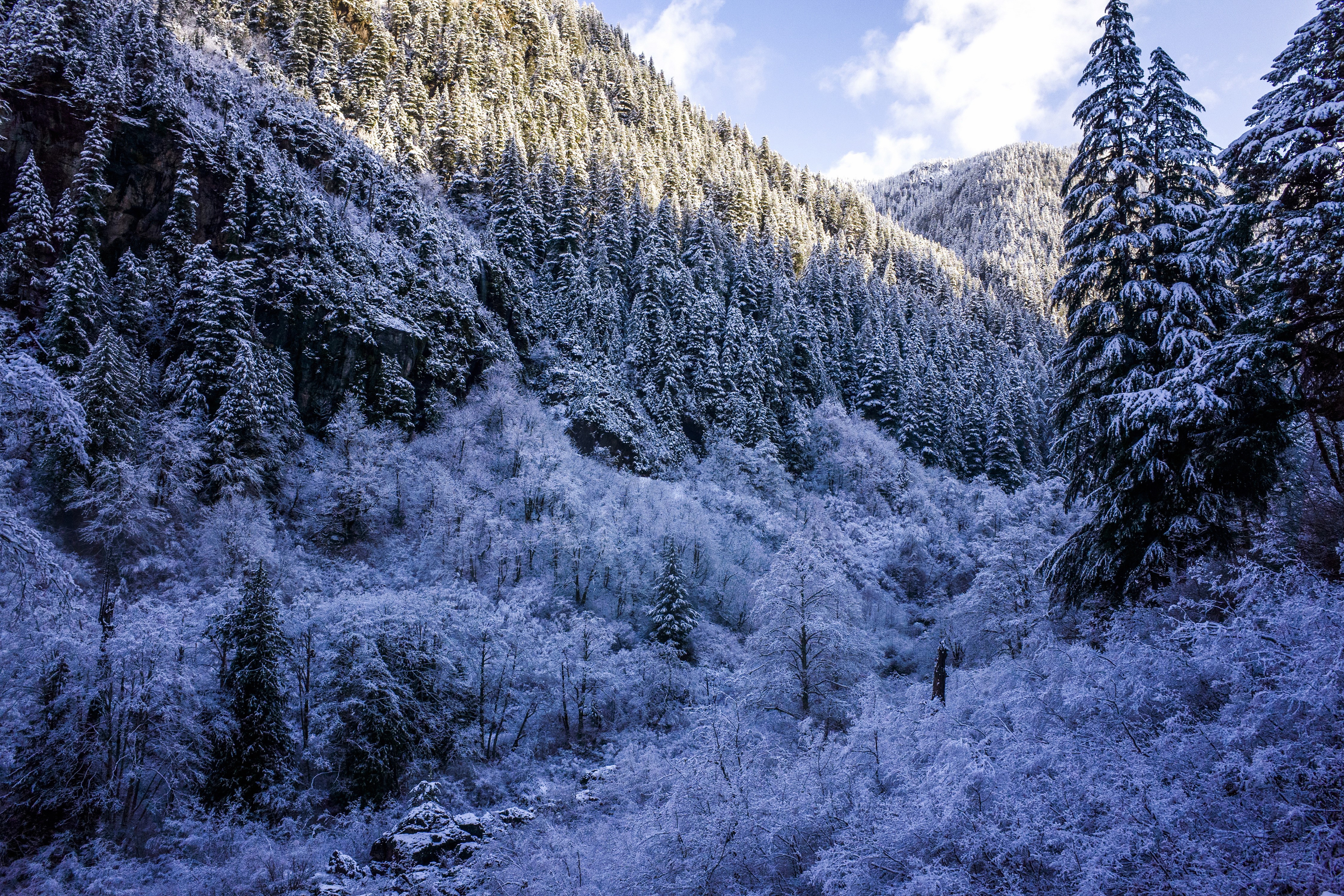 4K Winter Forest Covered in Snow HD Wallpaper