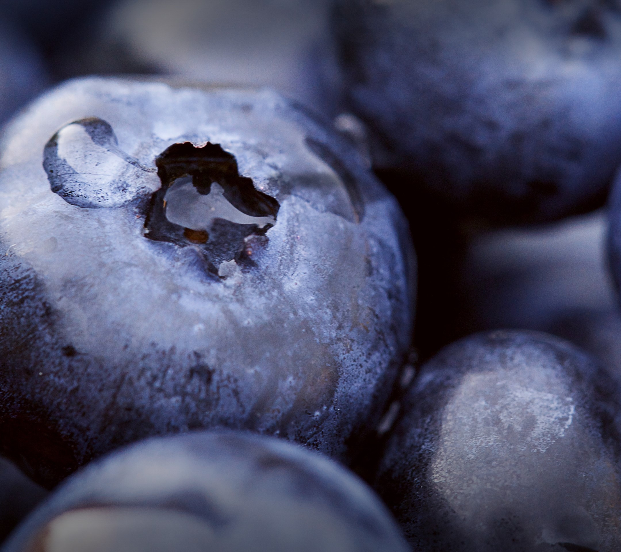 Macro closeup of fresh blueberries with water droplets HD Wallpaper
