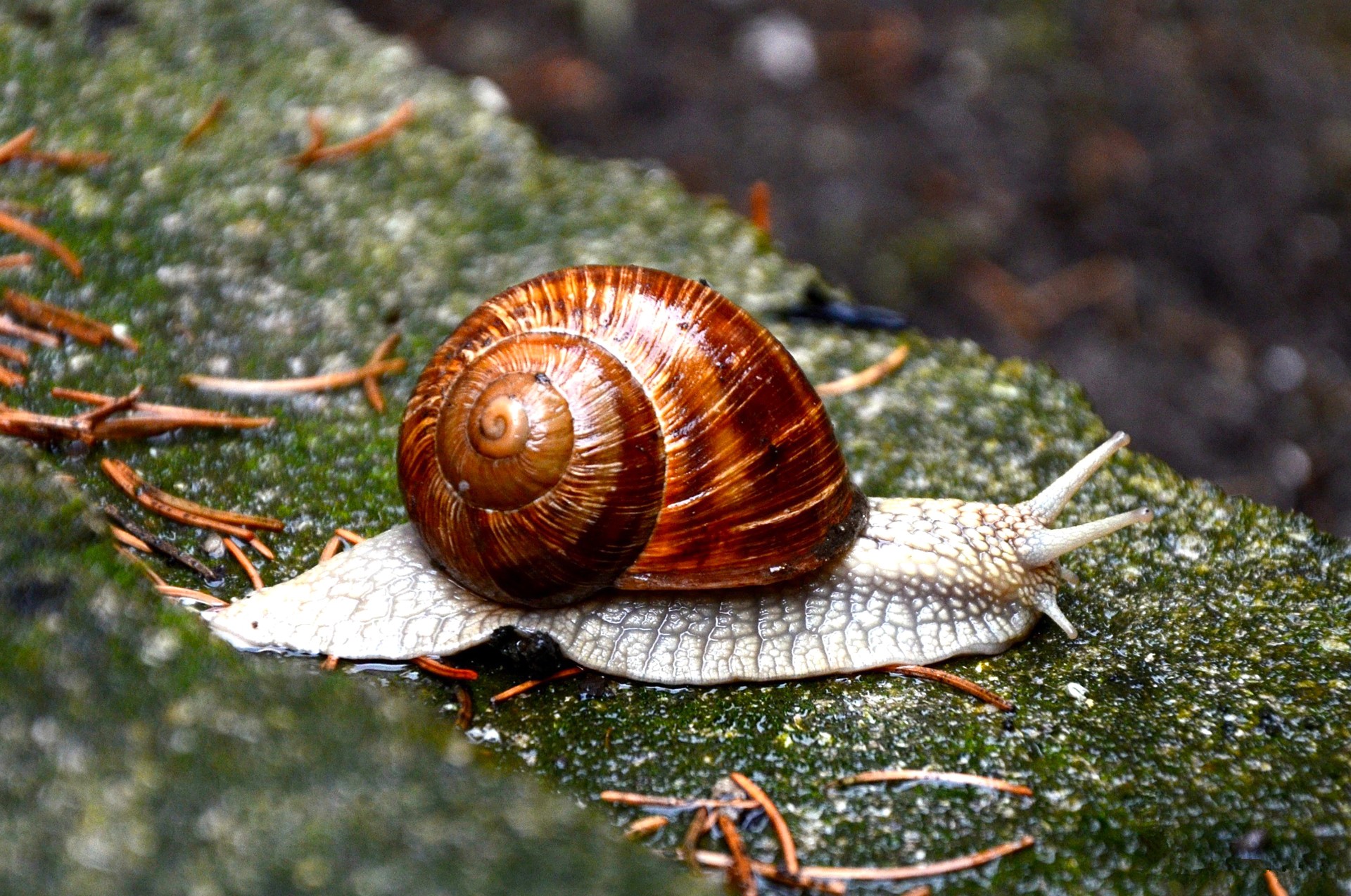 Snail on a mossy rock HD Wallpaper