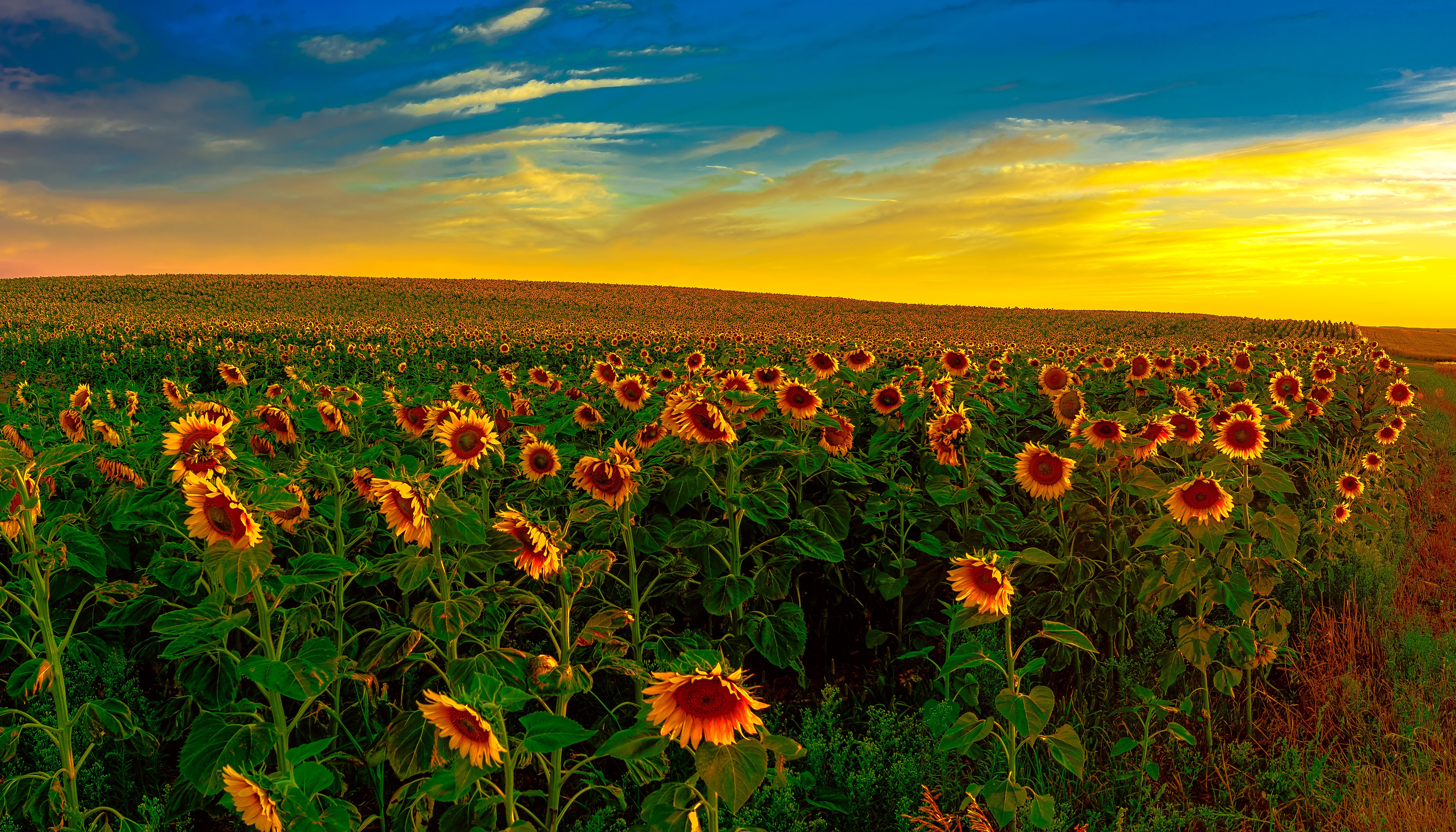 Field of Sunflowers at Sunset HD Wallpaper