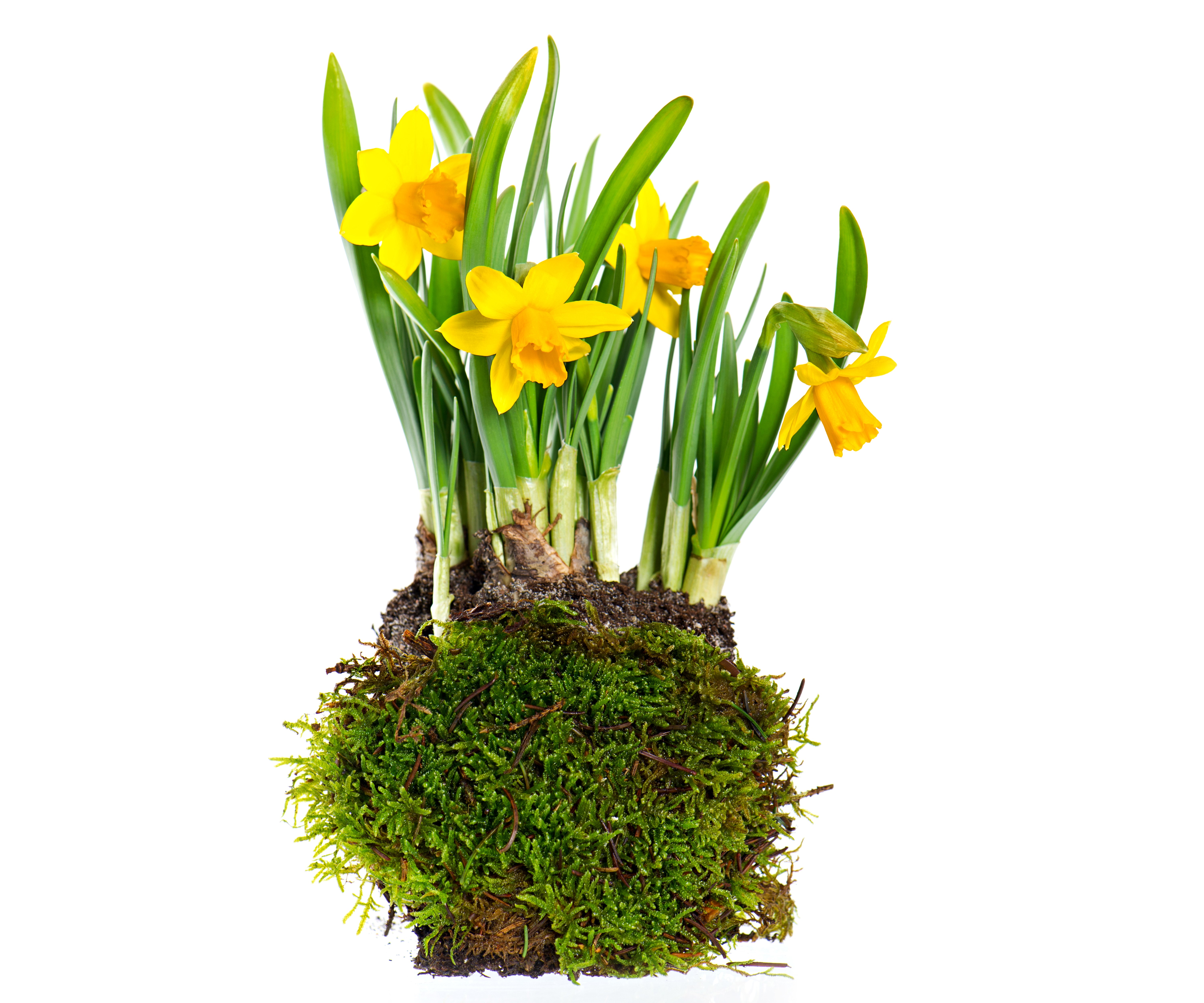 Yellow Daffodils in Moss HD Wallpaper