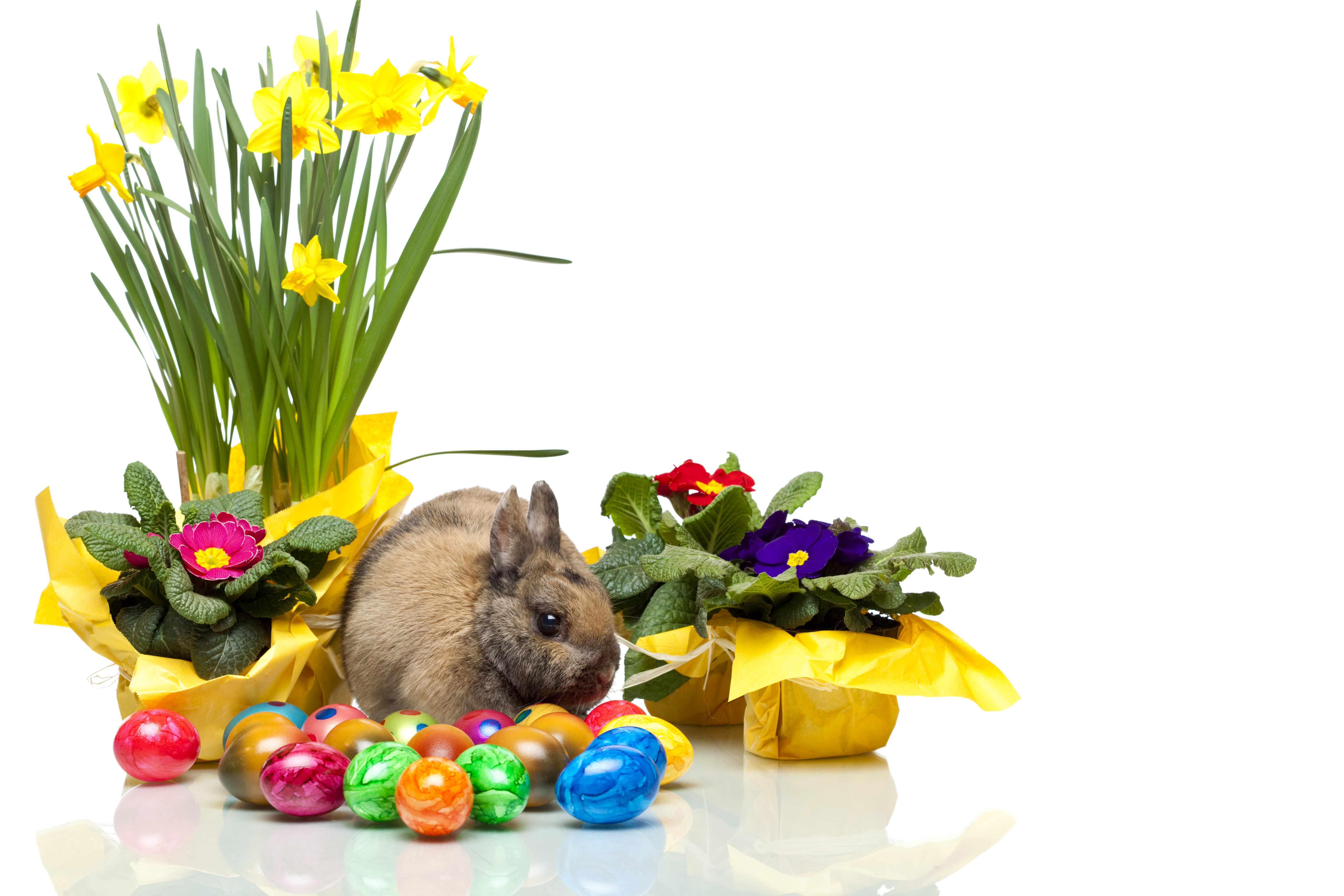 Easter Bunny with Daffodils and Painted Eggs HD Wallpaper