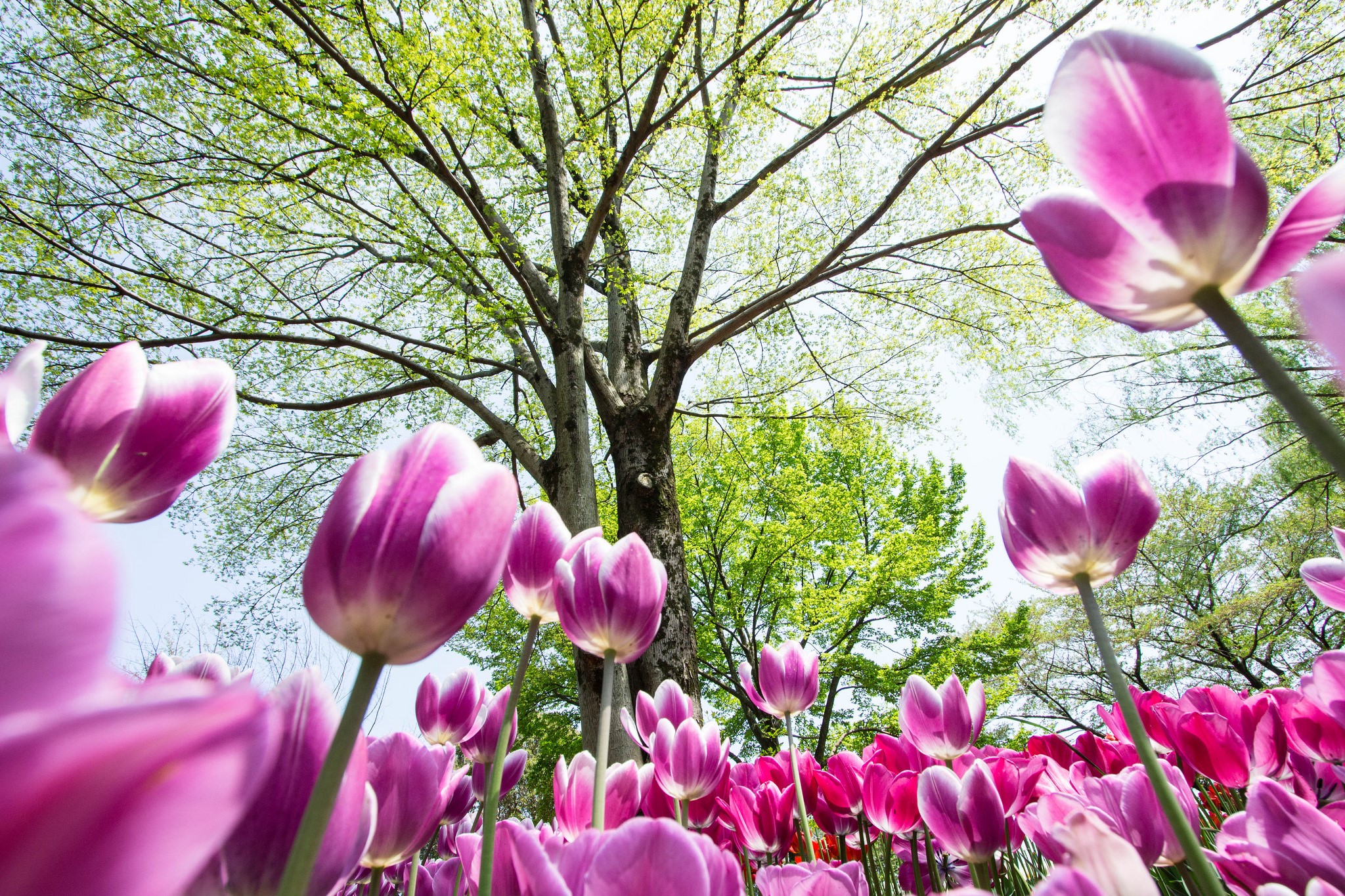 Purple tulips blooming under a large tree HD Wallpaper