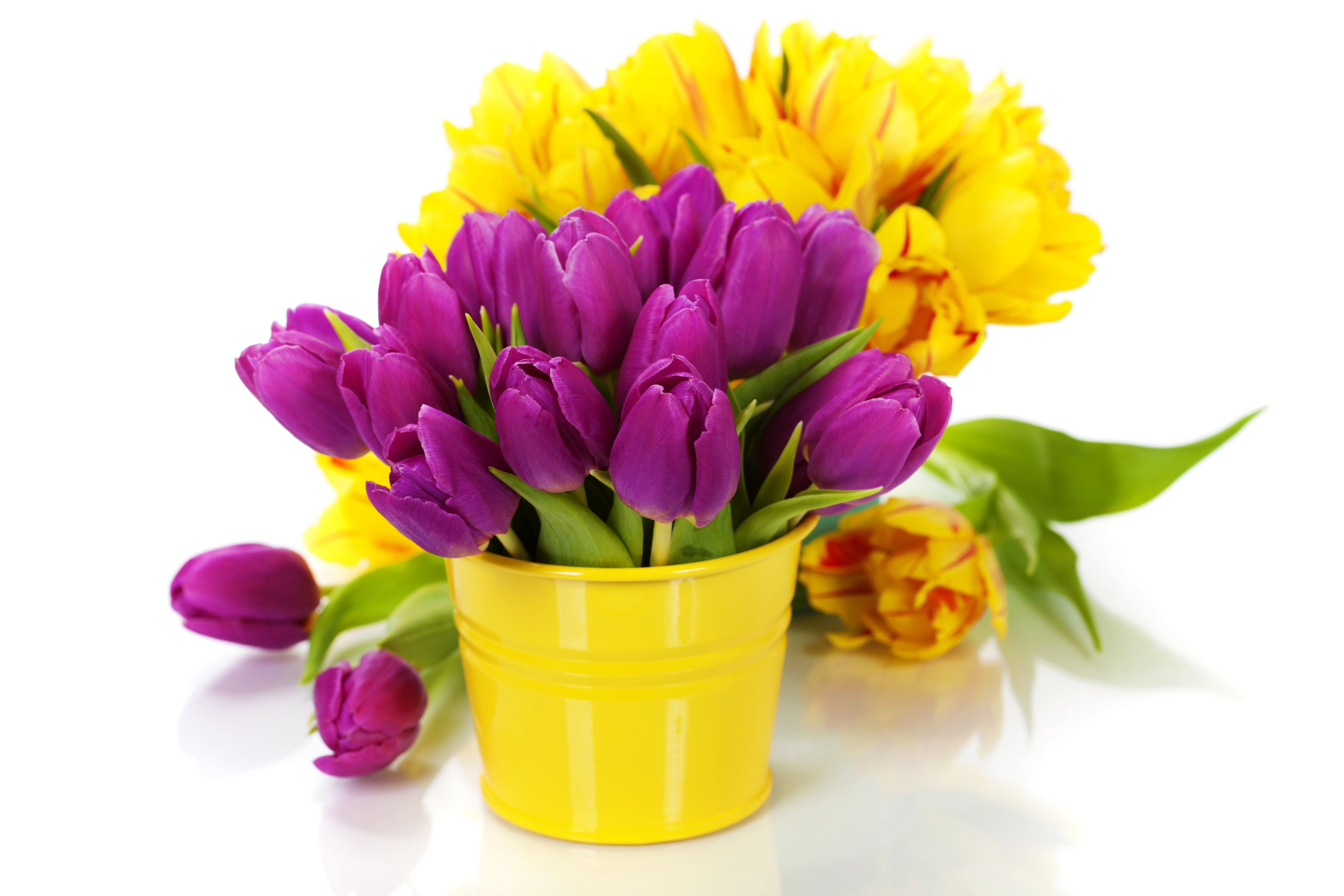 Purple and yellow tulips in a yellow bucket HD Wallpaper