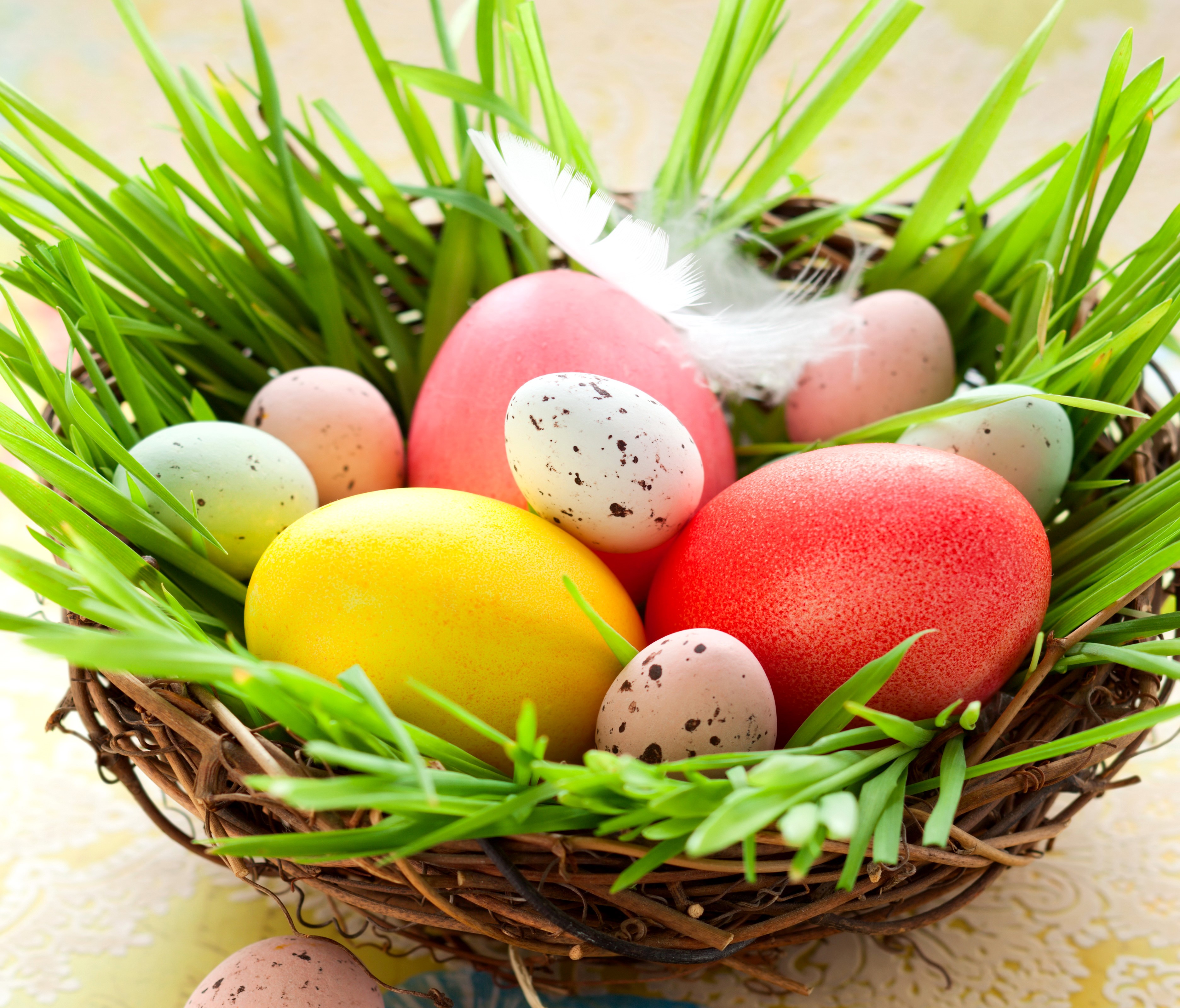 Easter eggs in a nest with grass HD Wallpaper