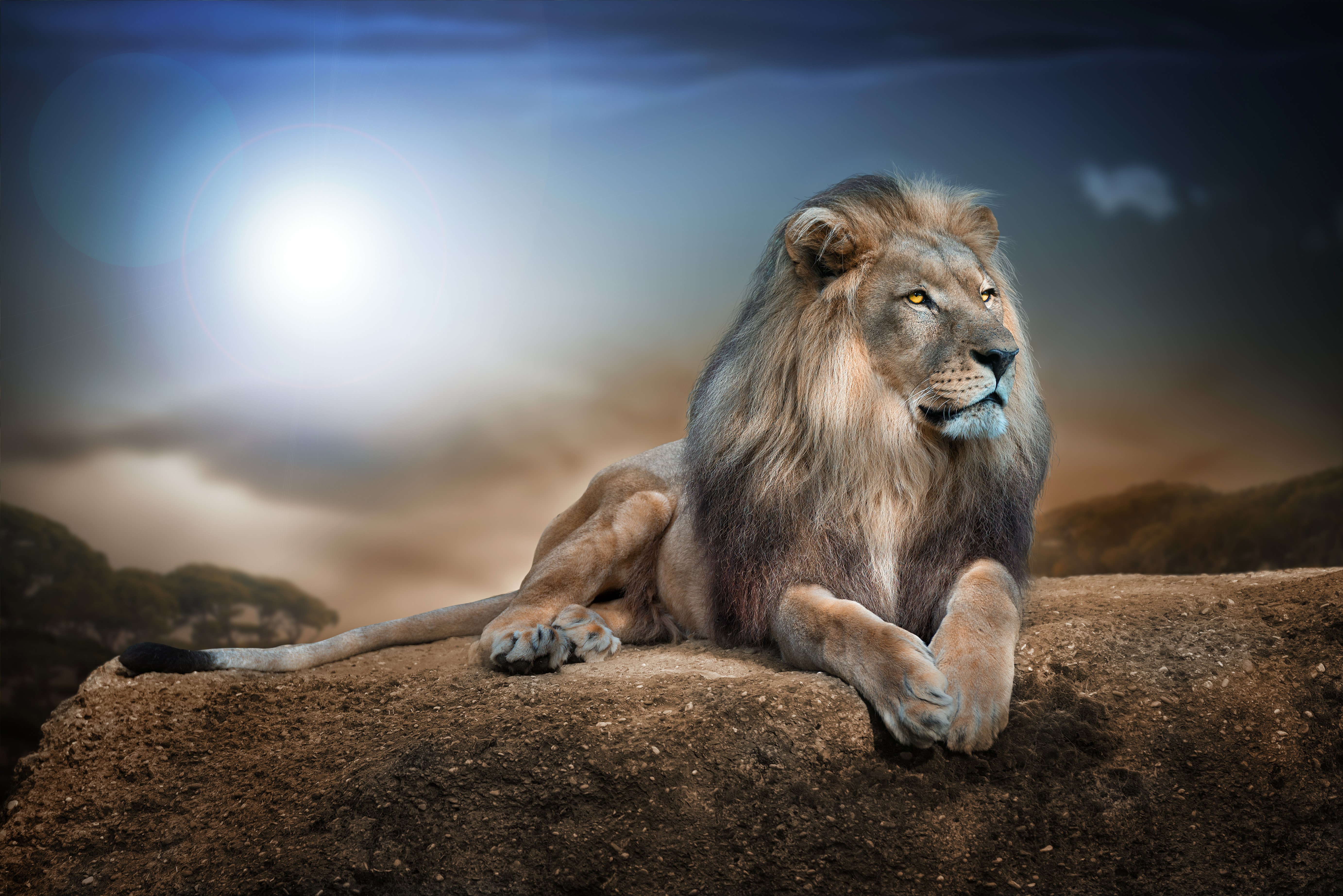 Lion resting on a rock at night HD Wallpaper