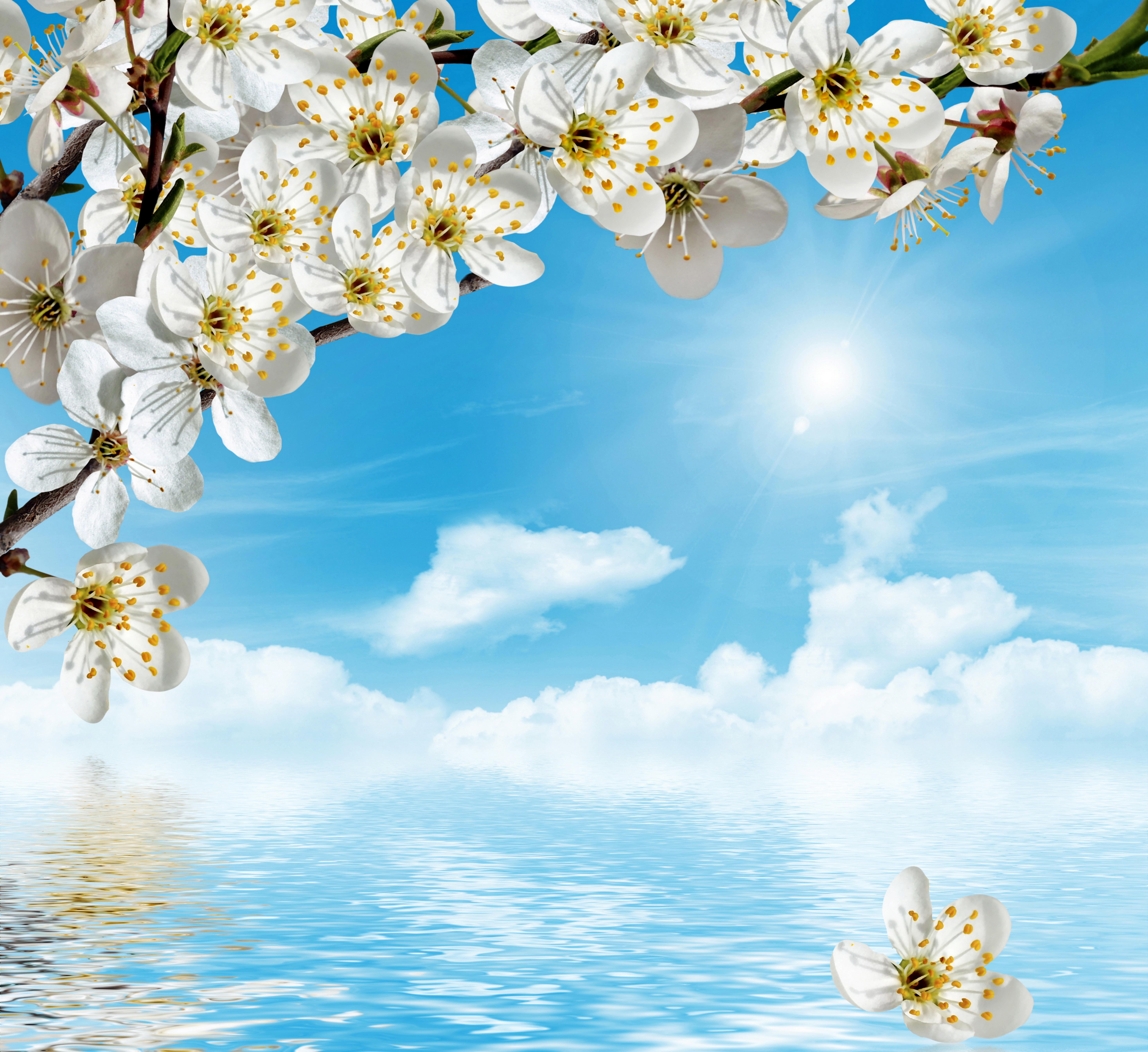 Flowering branches over water and sky HD Wallpaper