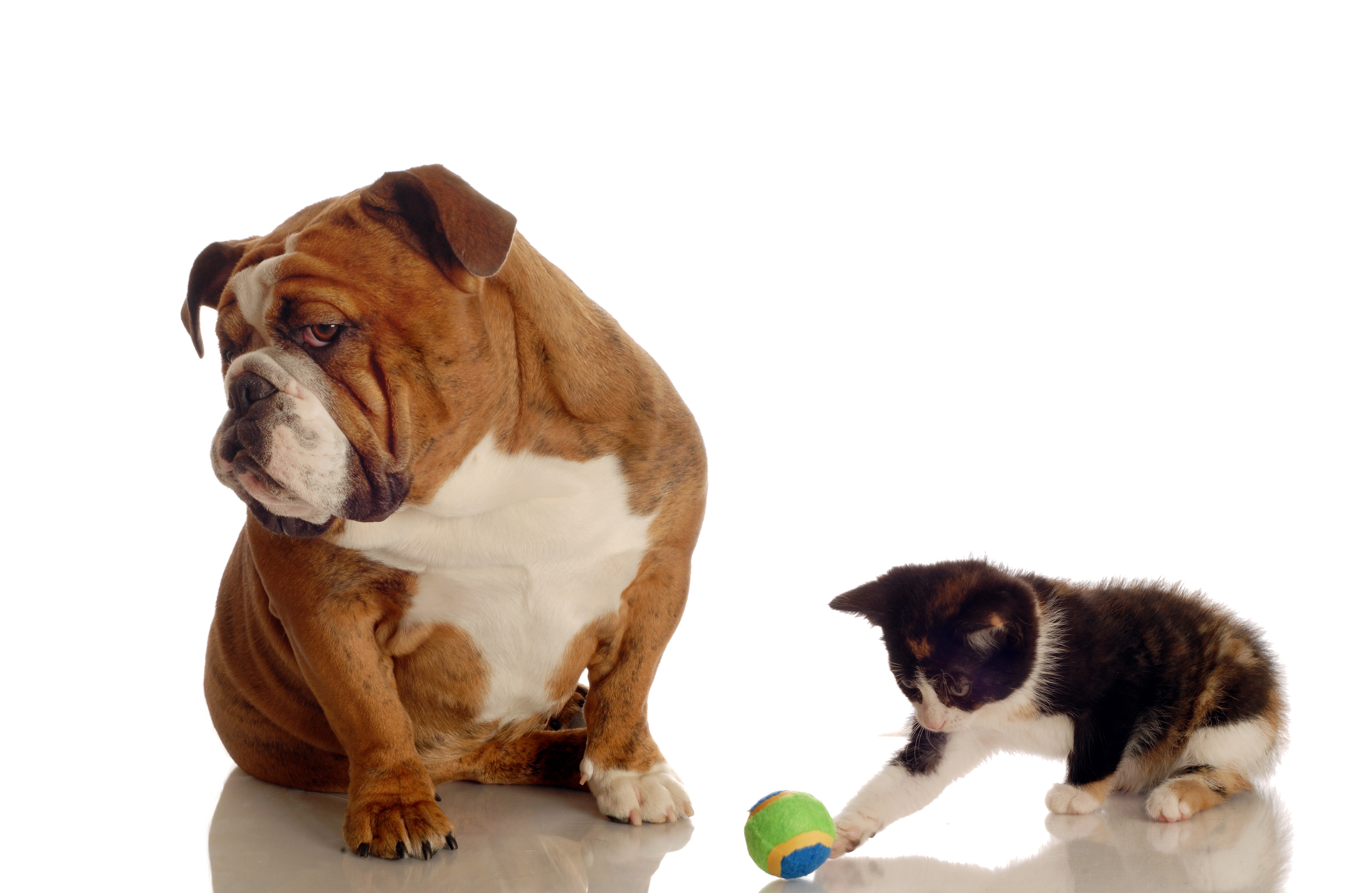 Bulldog and Kitten Playing with Ball HD Wallpaper