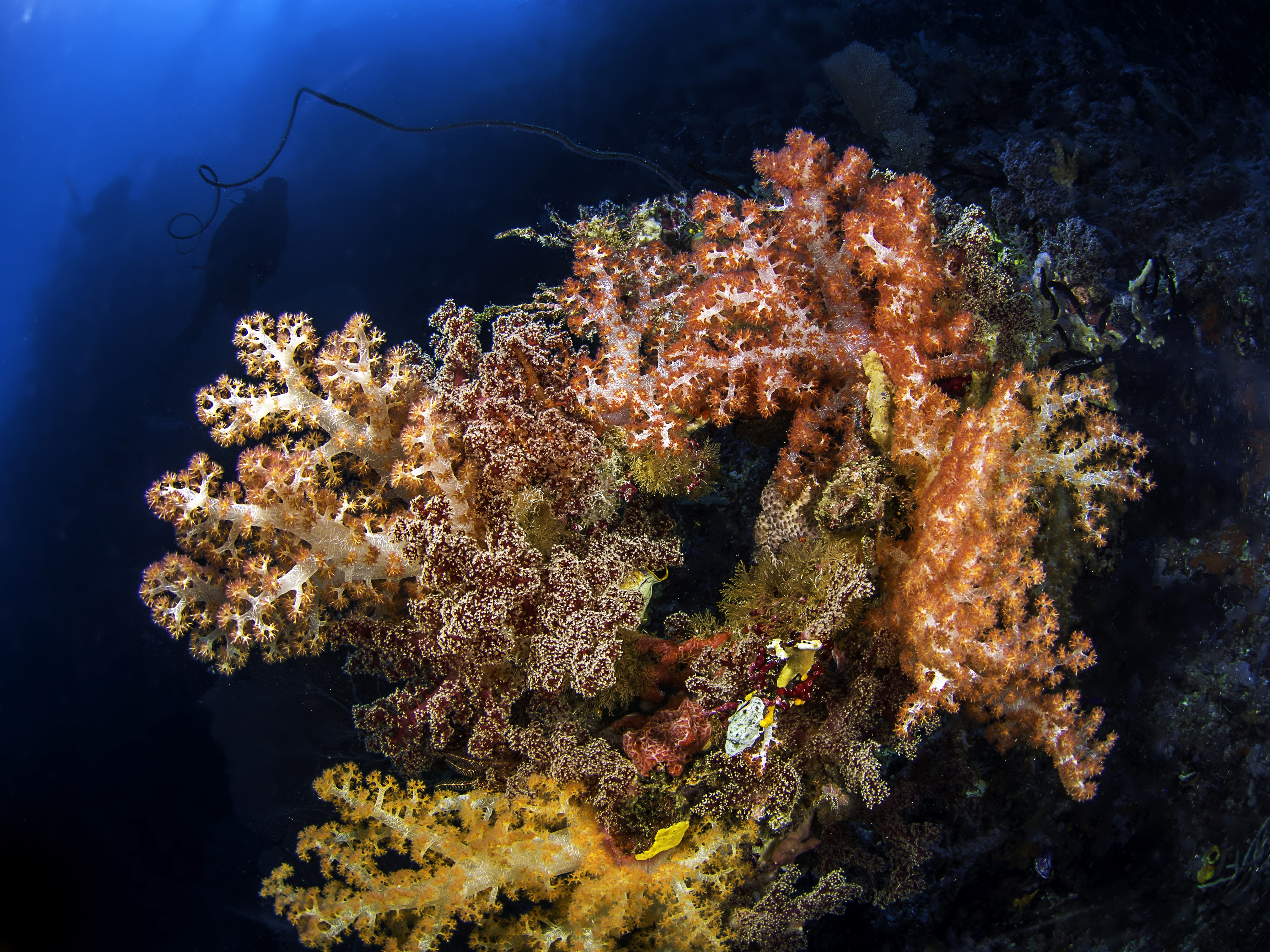4K Underwater world with corals HD Wallpaper