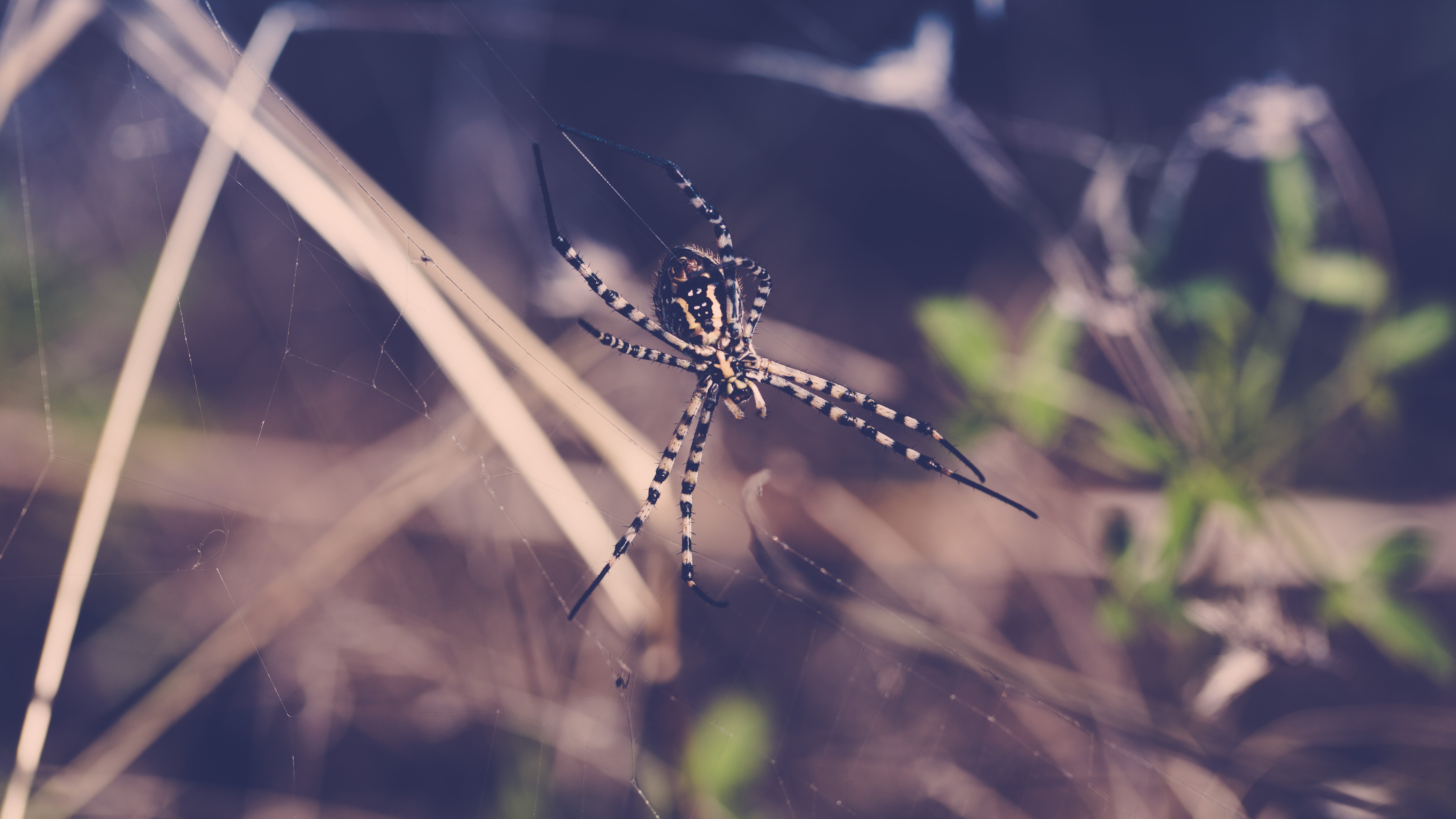 Spider on a web HD Wallpaper