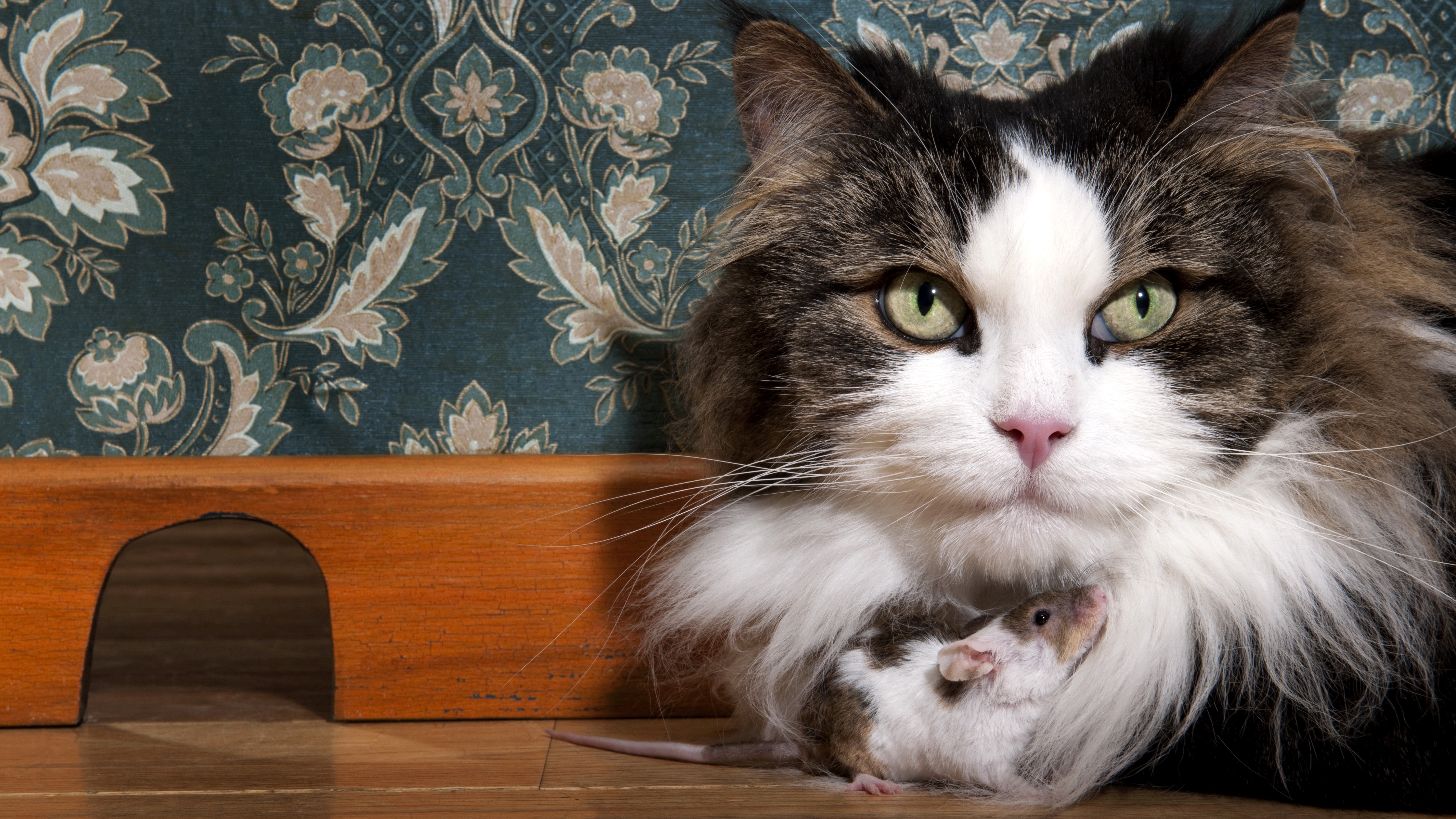 Cat with a mouse near a wooden structure HD Wallpaper