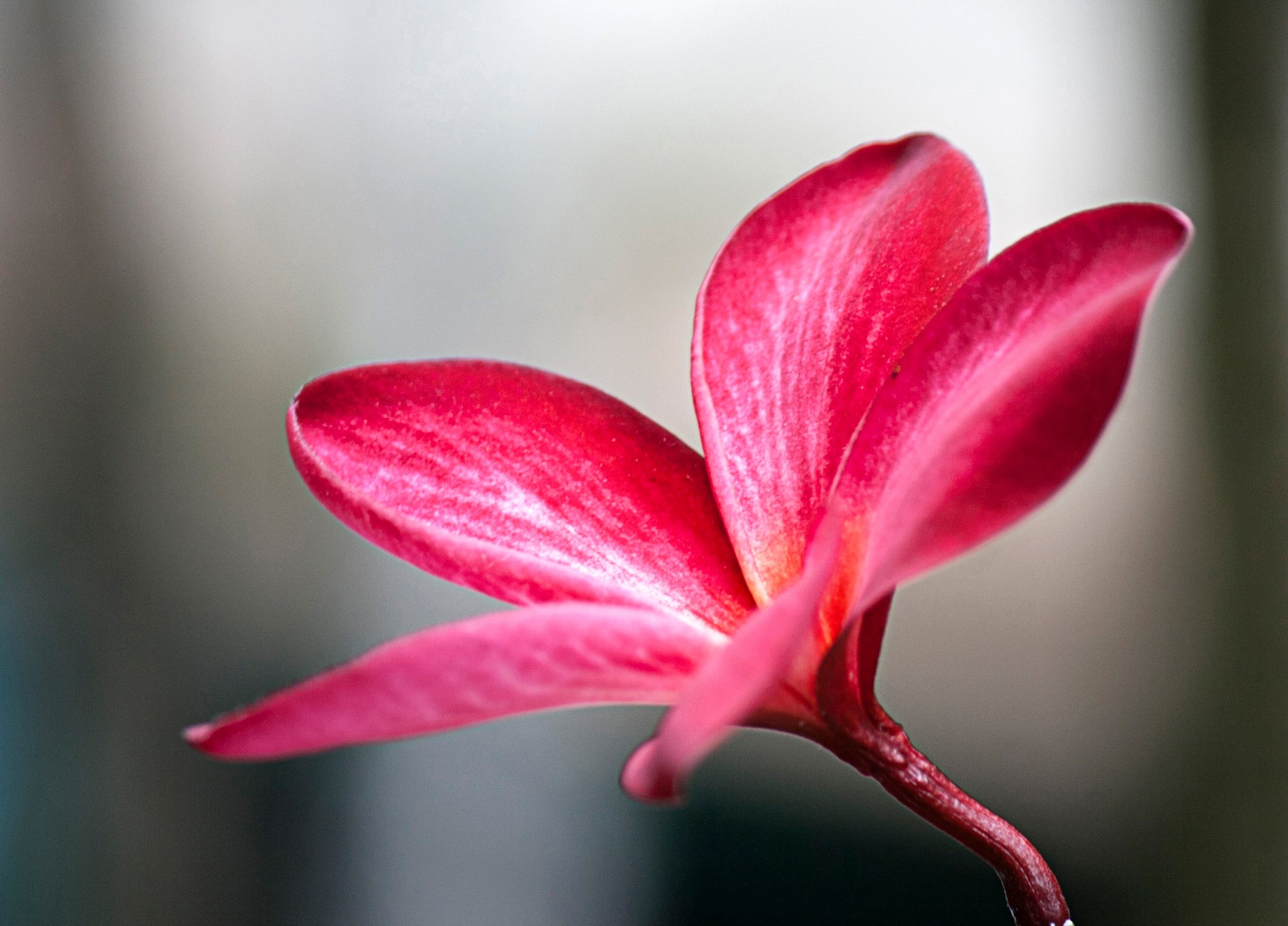 Red Plumeria flower closeup HD Wallpaper