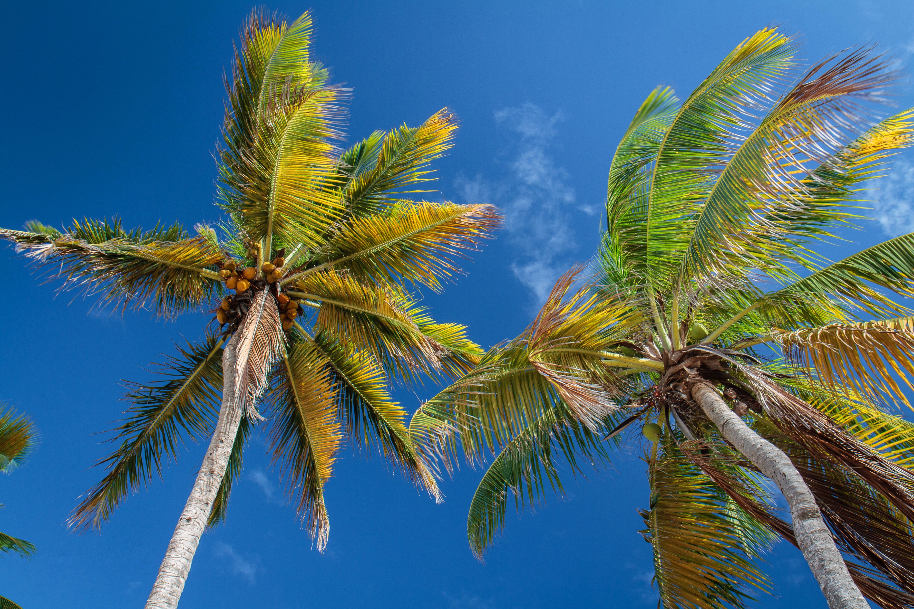 Palm trees against a bright blue sky HD Wallpaper