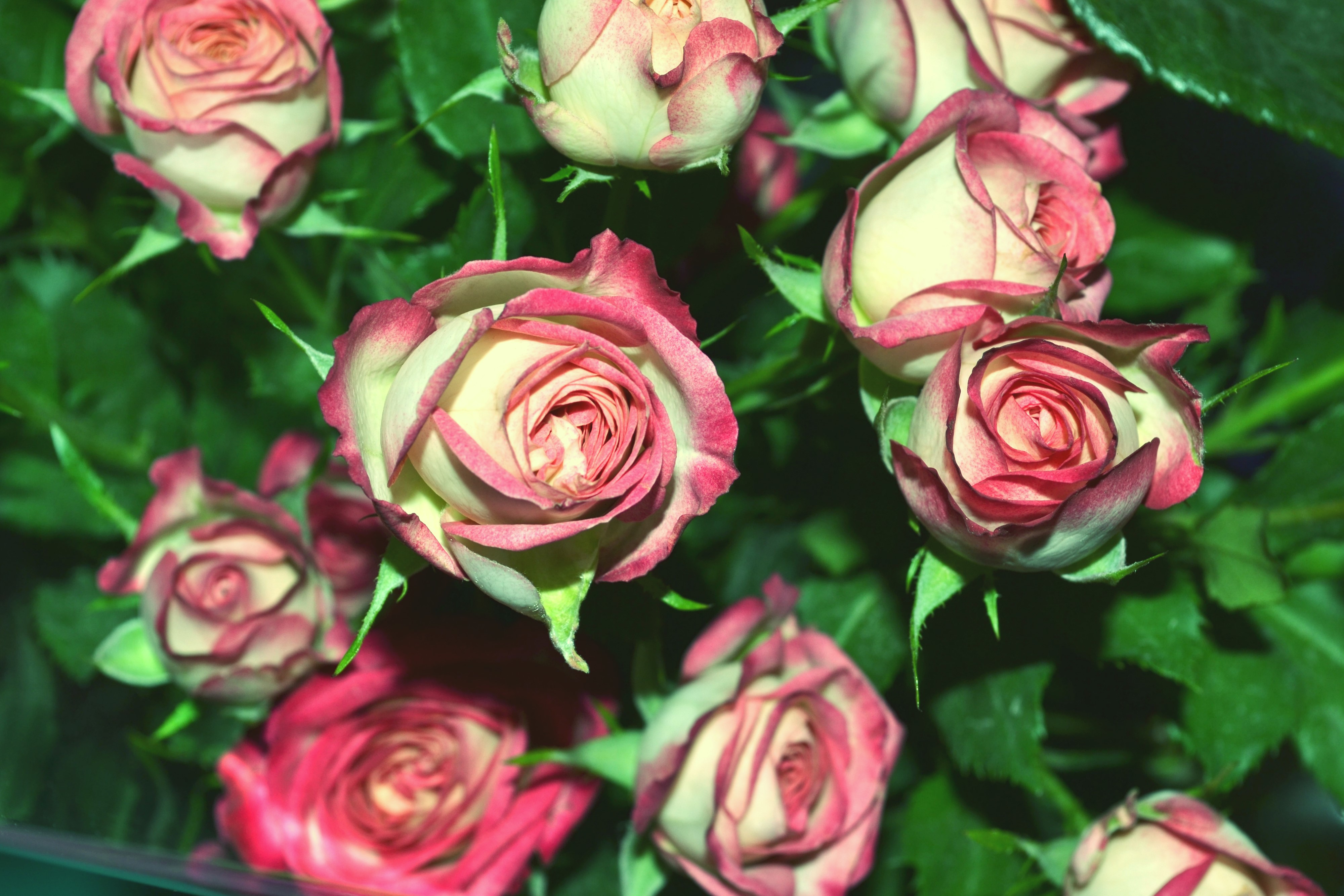 Roses HD Wallpaper