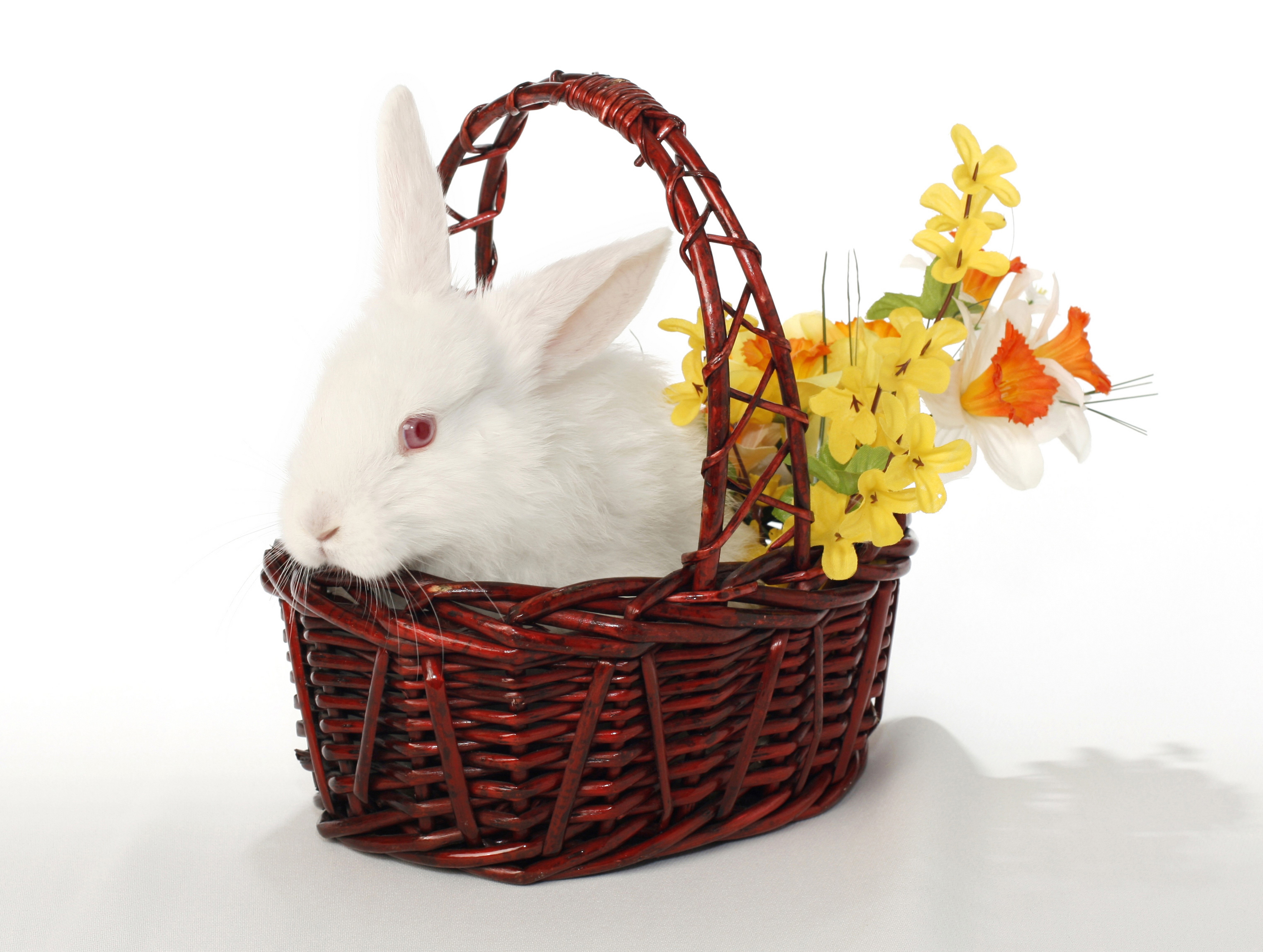 White rabbit in a wicker basket with daffodils HD Wallpaper