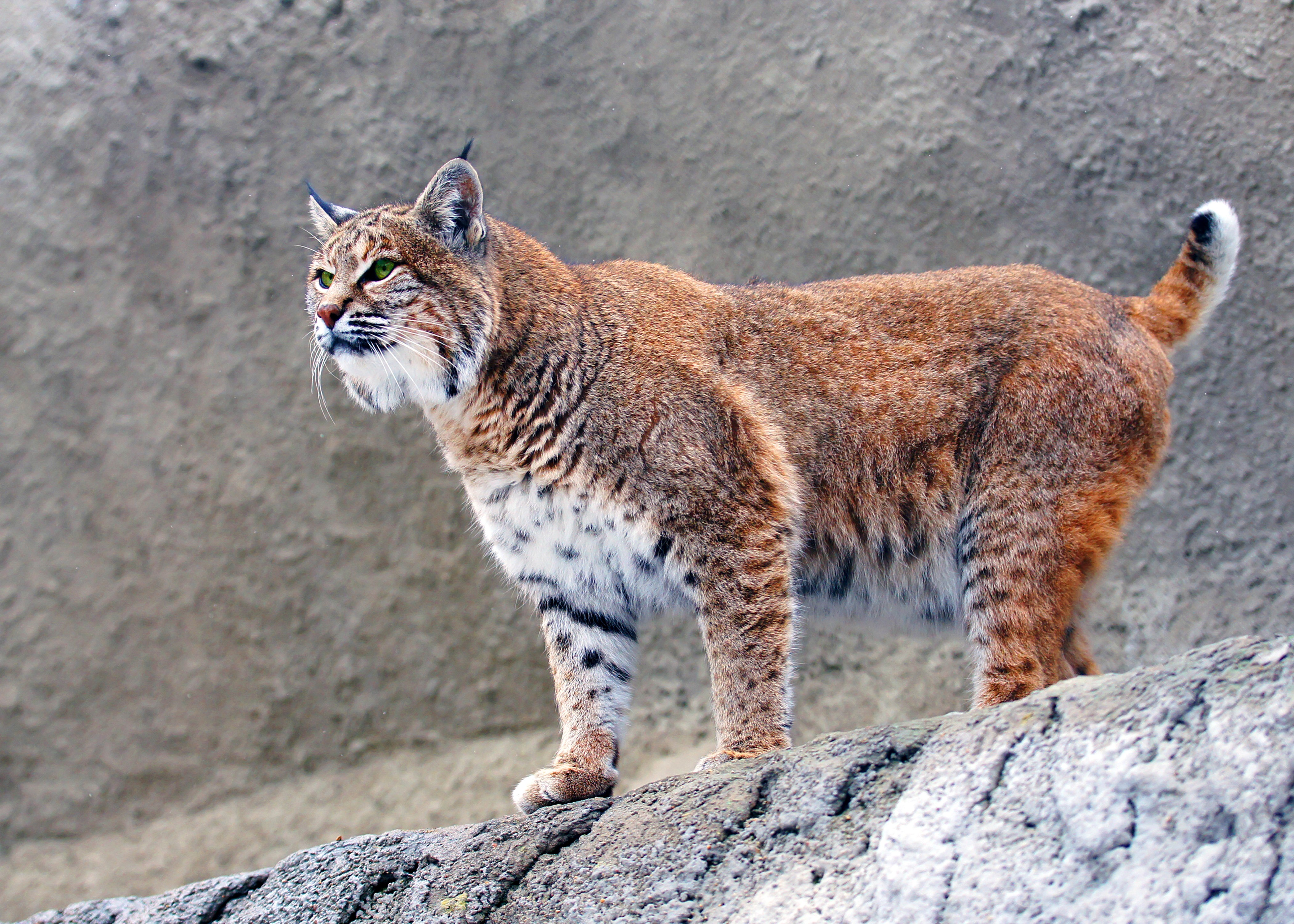 Bobcat standing on a rock HD Wallpaper