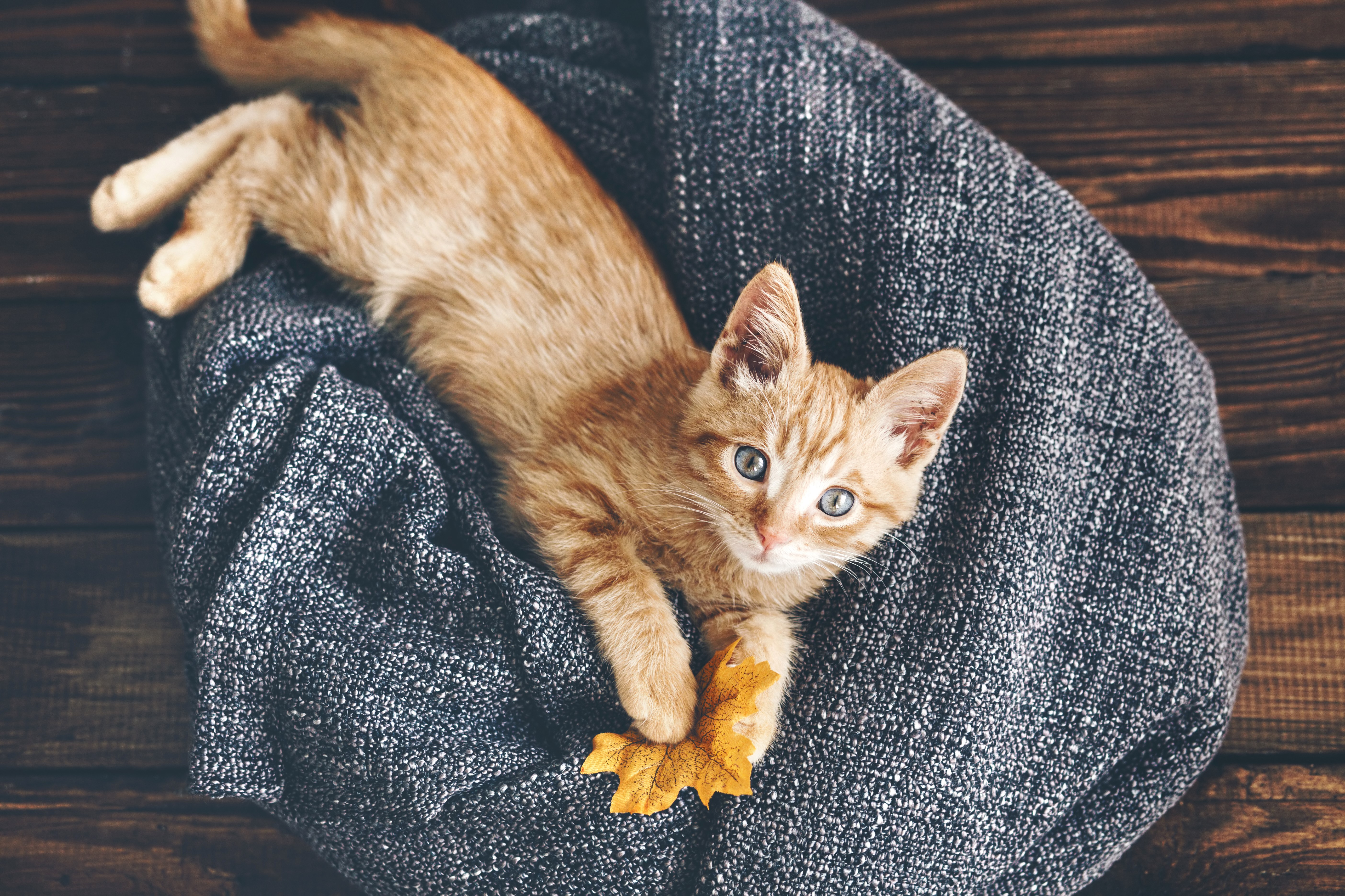 Ginger Kitten on a Blanket with Leaf HD Wallpaper