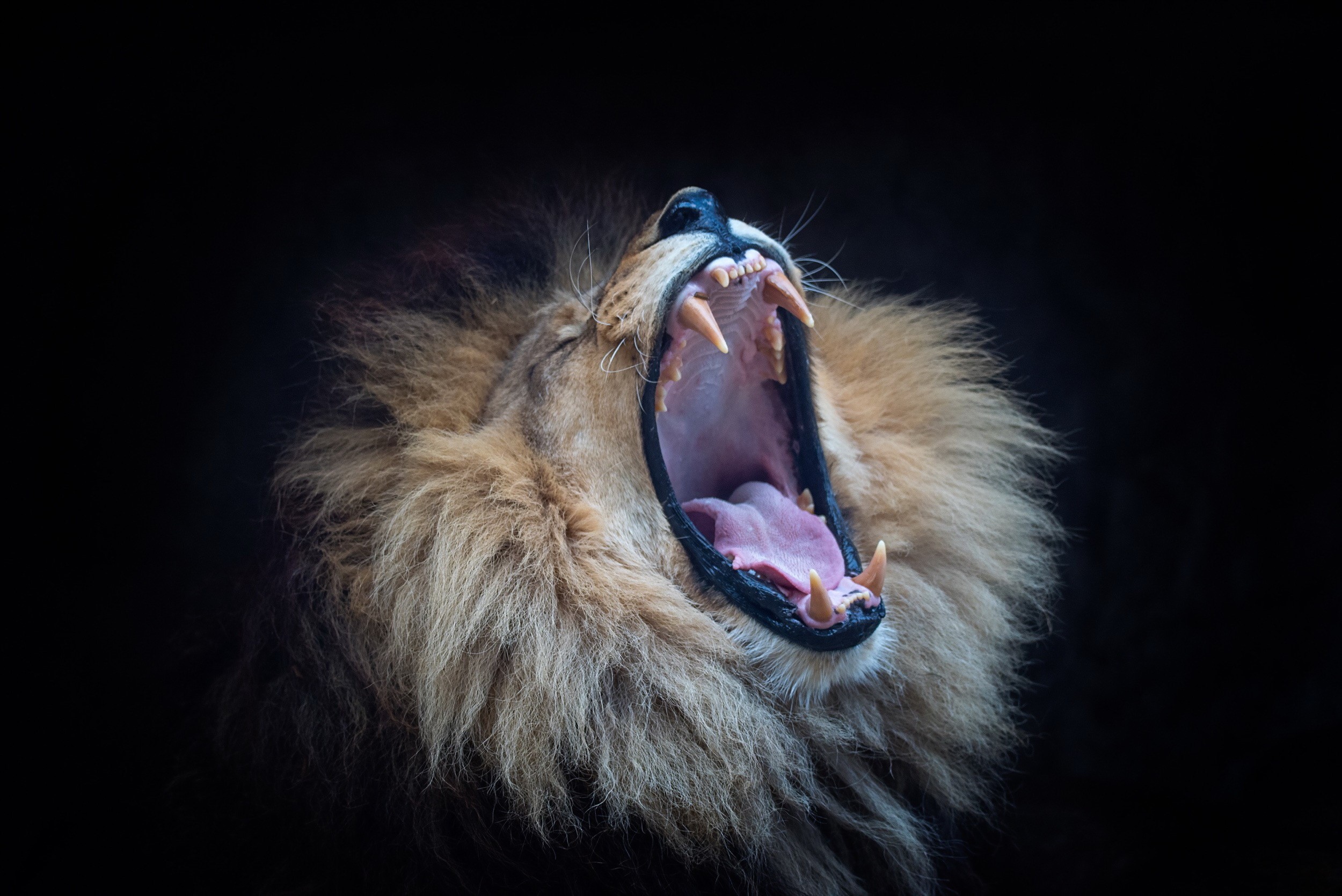 Lion yawning with mouth wide open HD Wallpaper