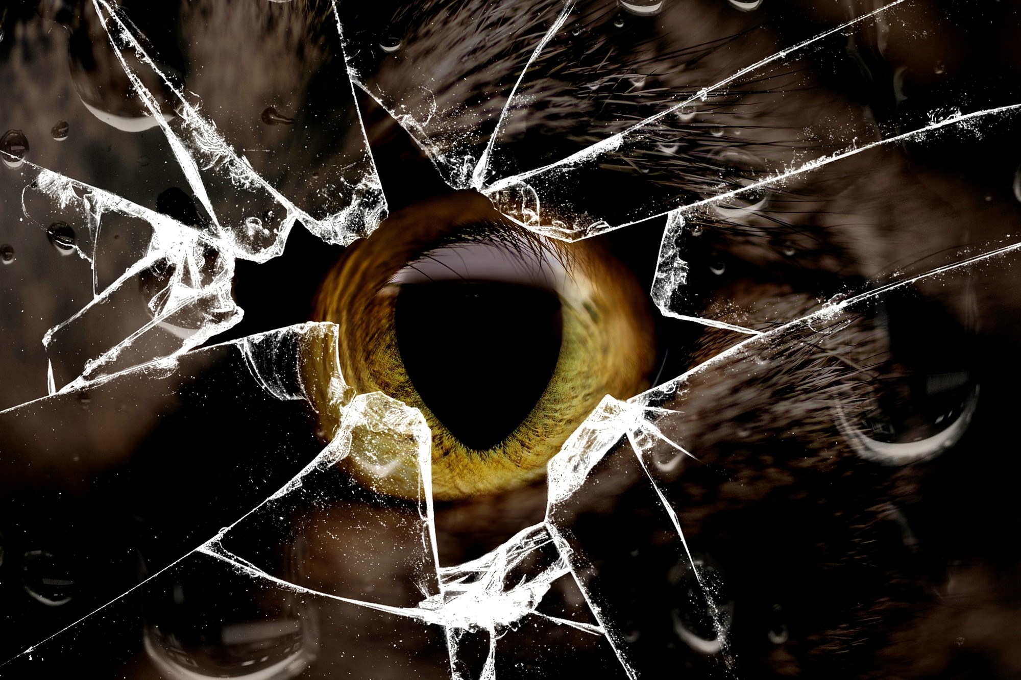 Cat's eye through broken glass with water droplets HD Wallpaper