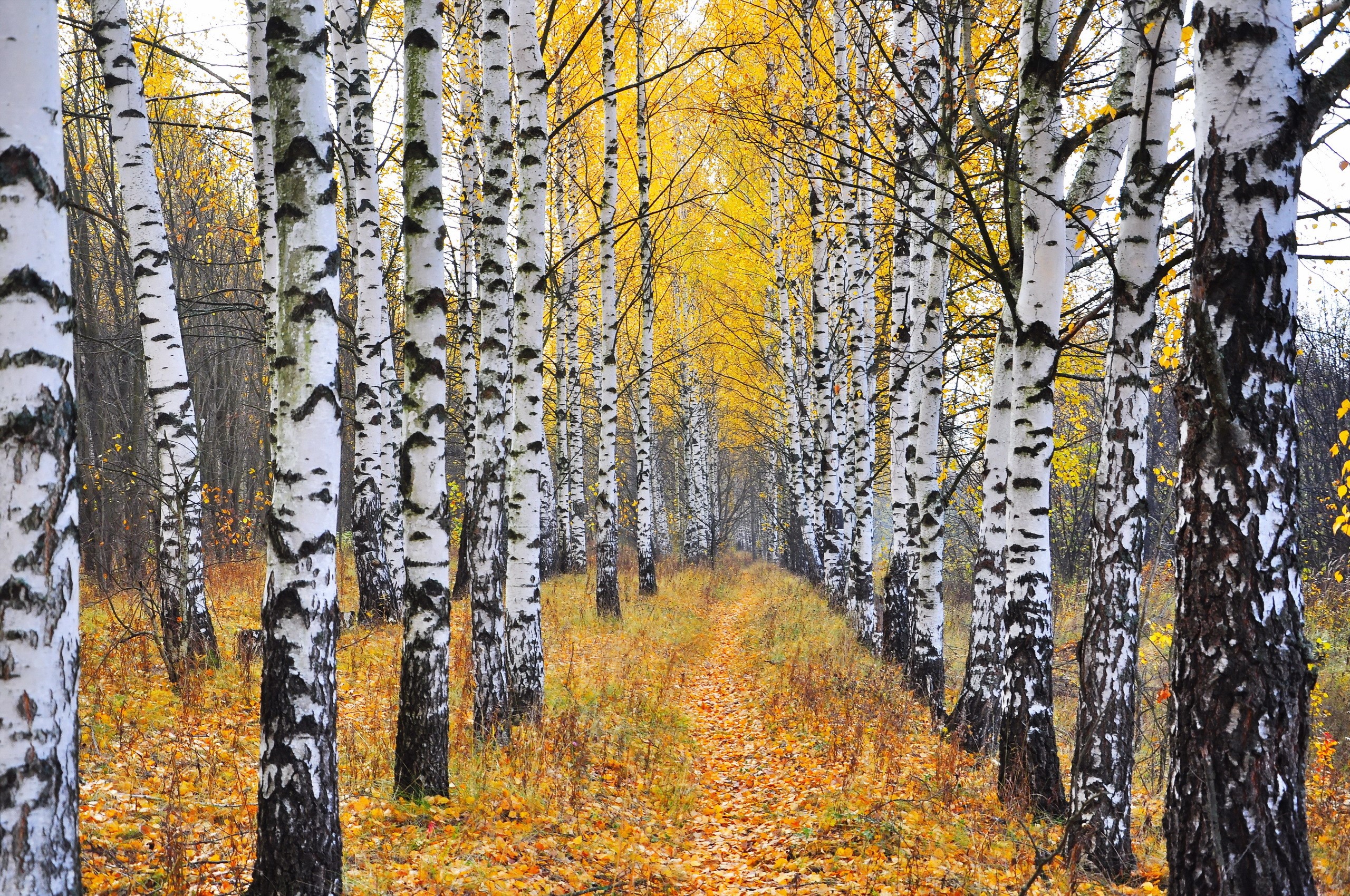 Autumn Birch Forest Path HD Wallpaper