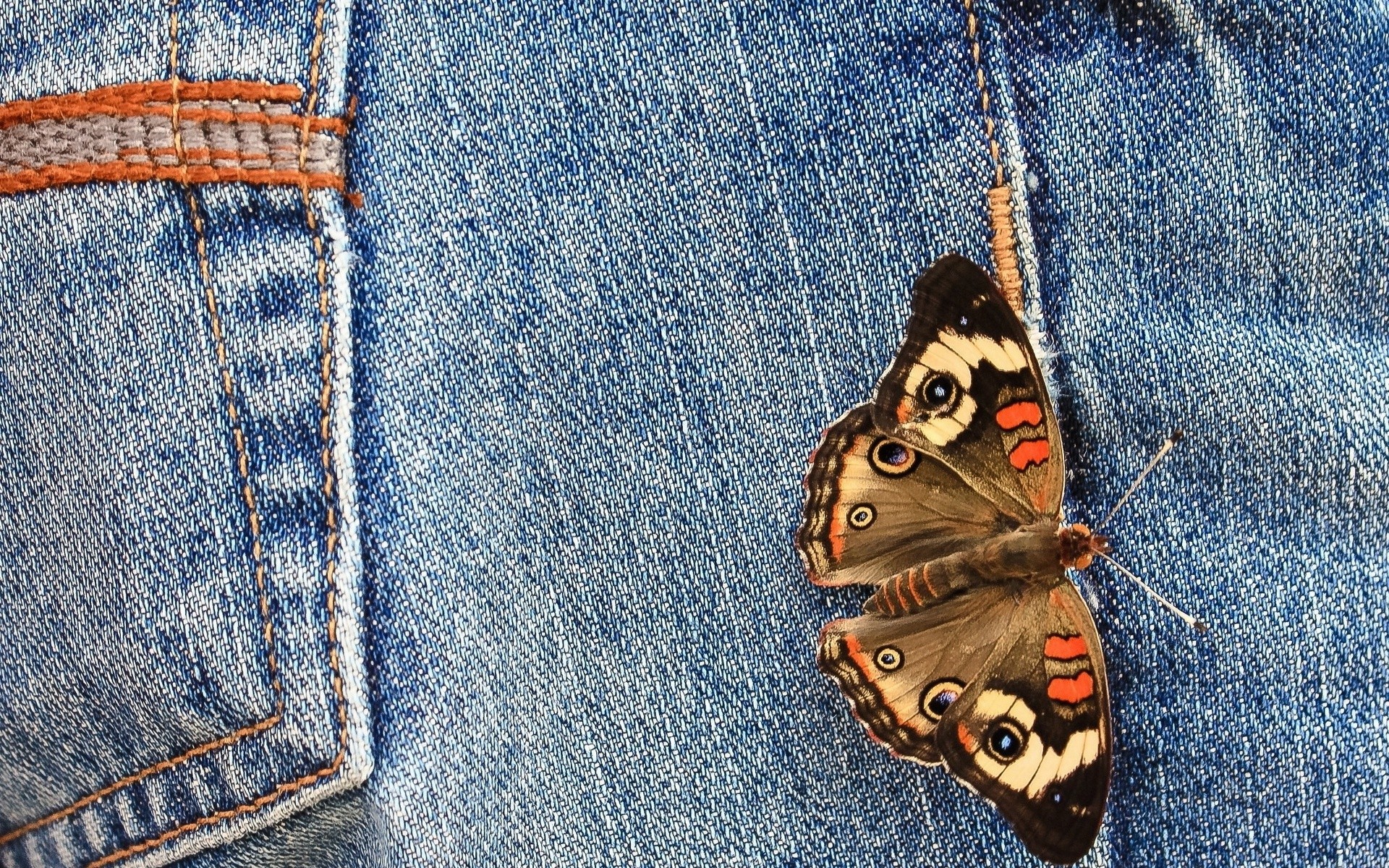 Butterfly on Blue Jeans HD Wallpaper