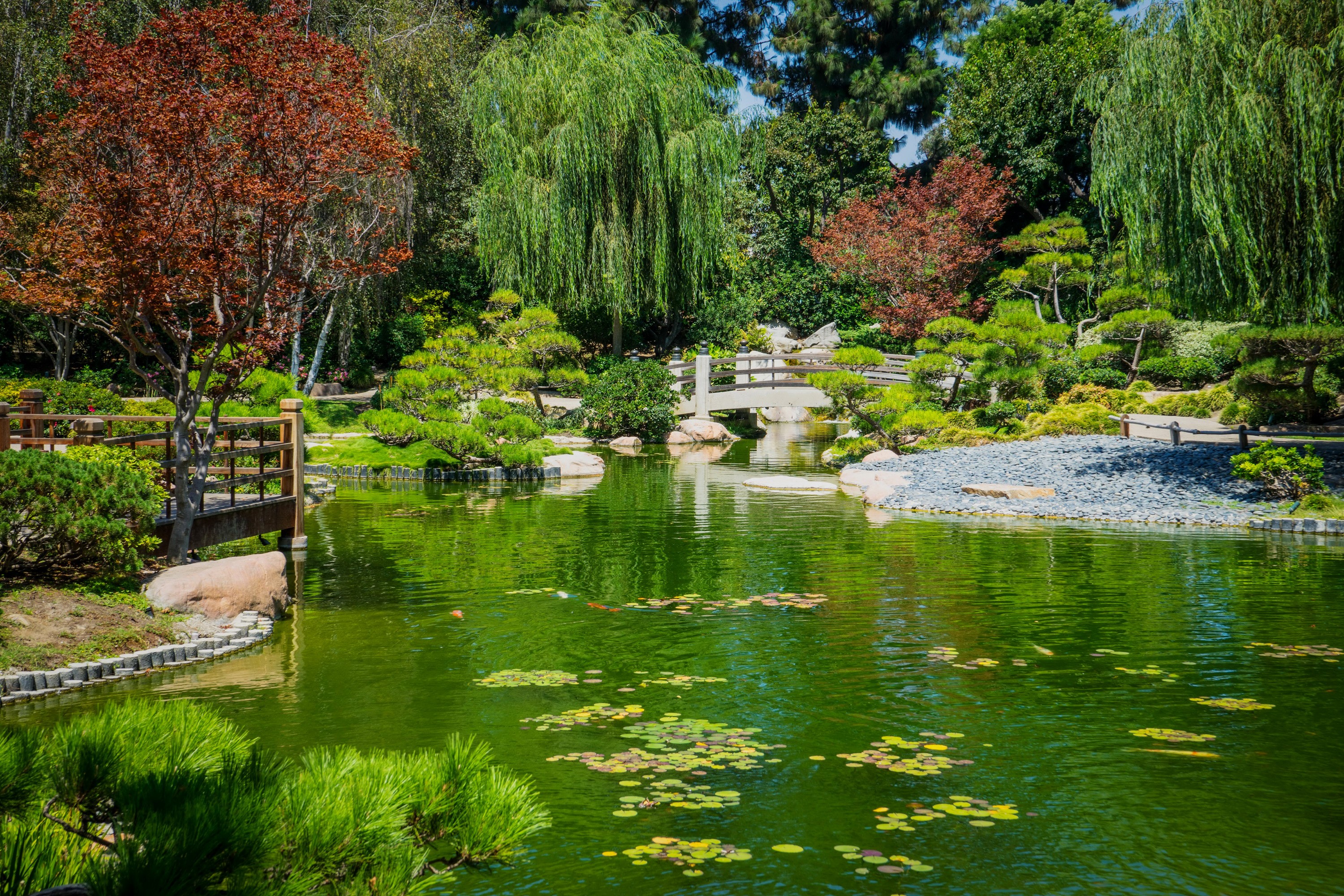 Earl Burns Miller Japanese Garden Pond with Trees and Bridge HD Wallpaper