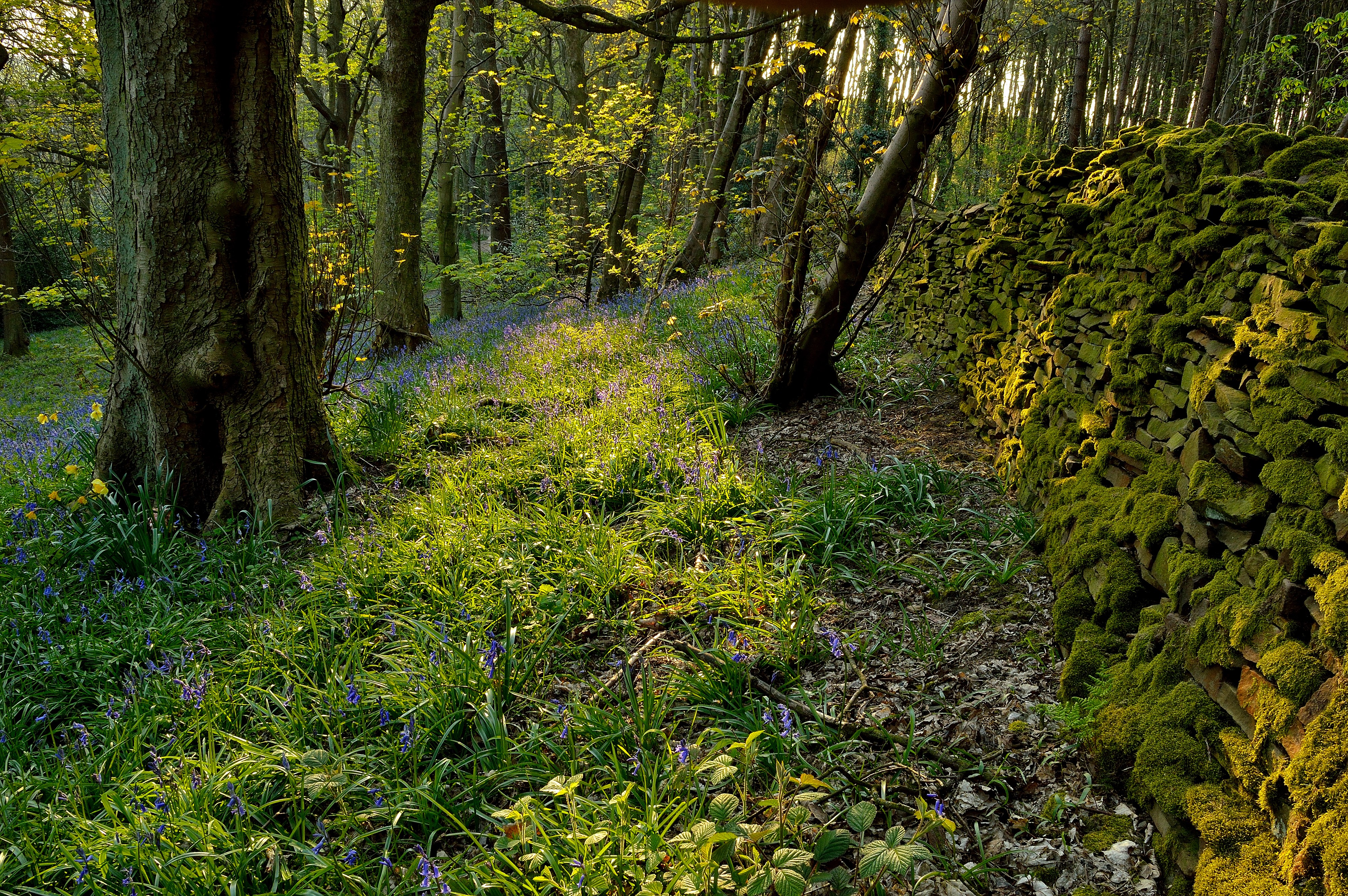 Forest path with mossy stone wall and bluebells HD Wallpaper