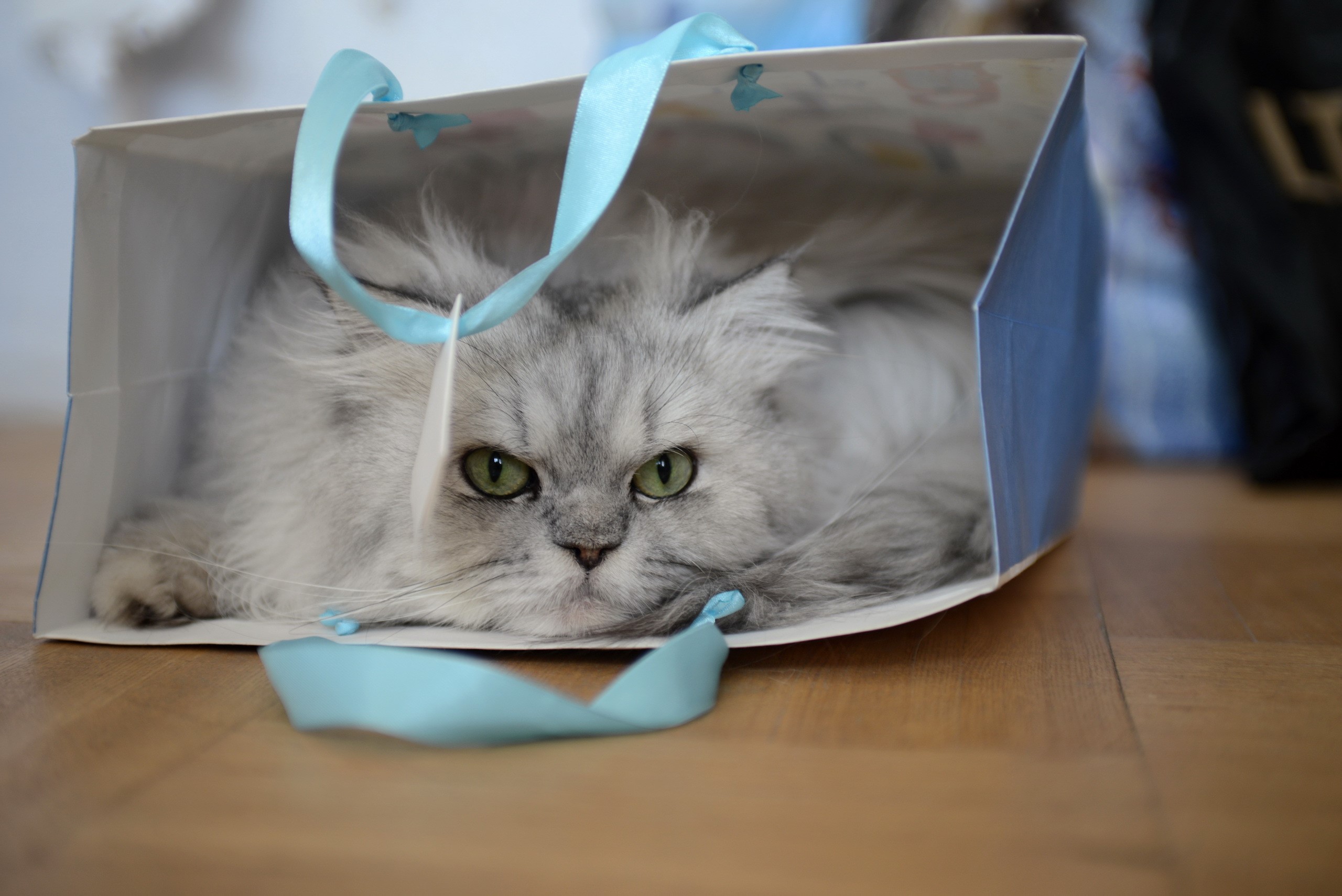 Fluffy Persian cat in a gift bag HD Wallpaper