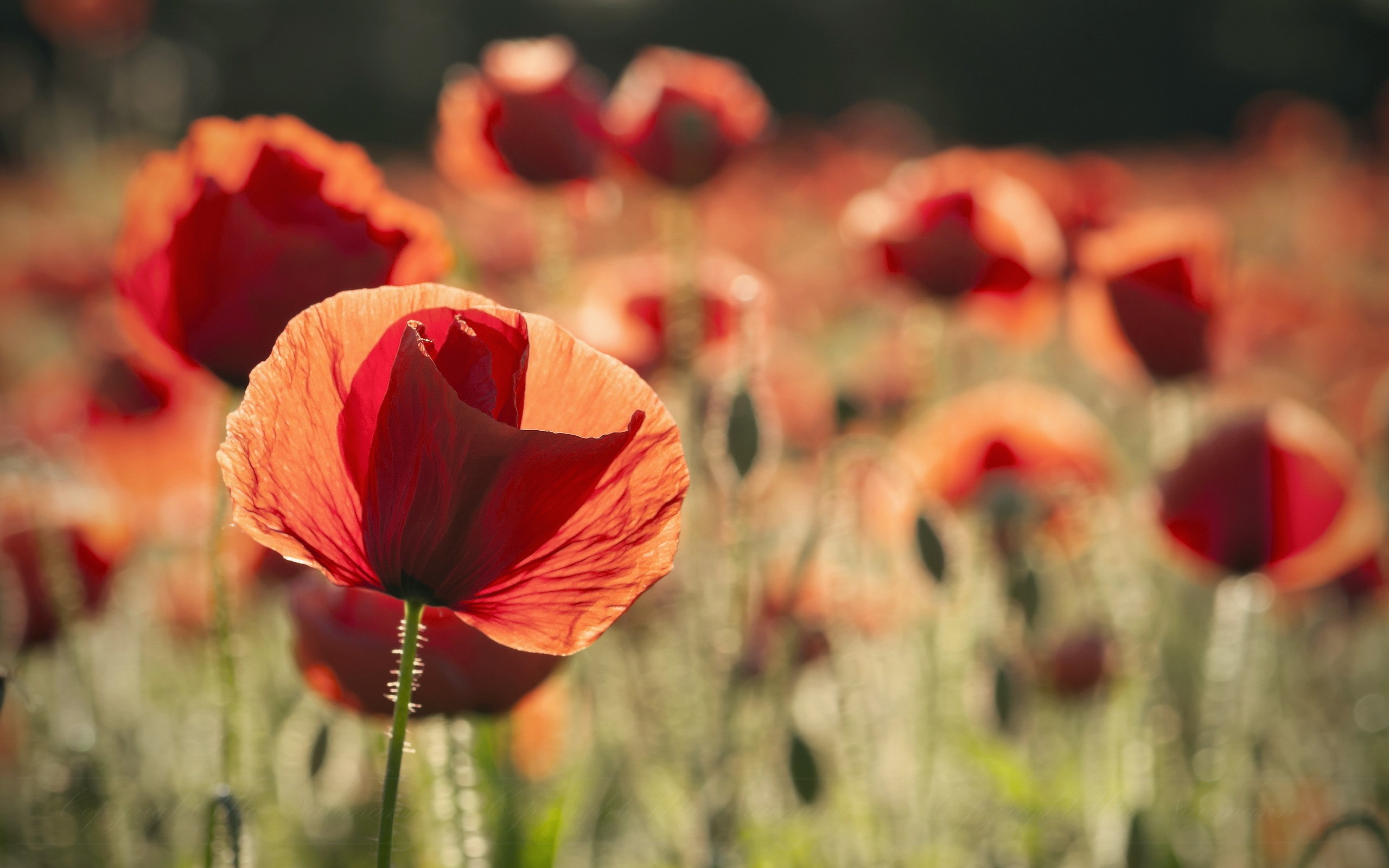 Field of red poppies in sunlight HD Wallpaper