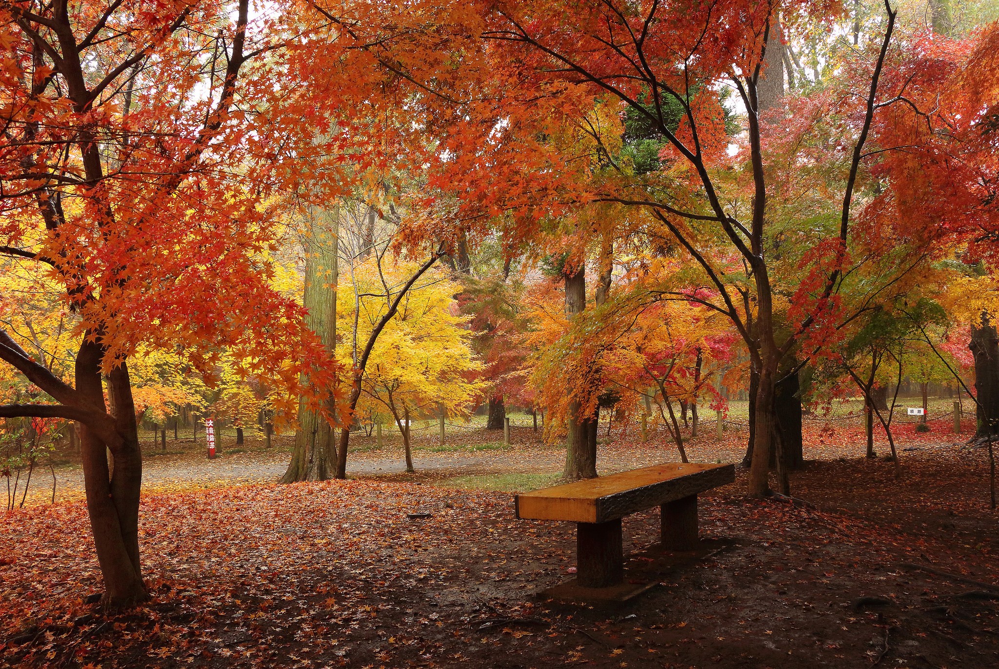 Autumn park with colorful trees and a bench HD Wallpaper