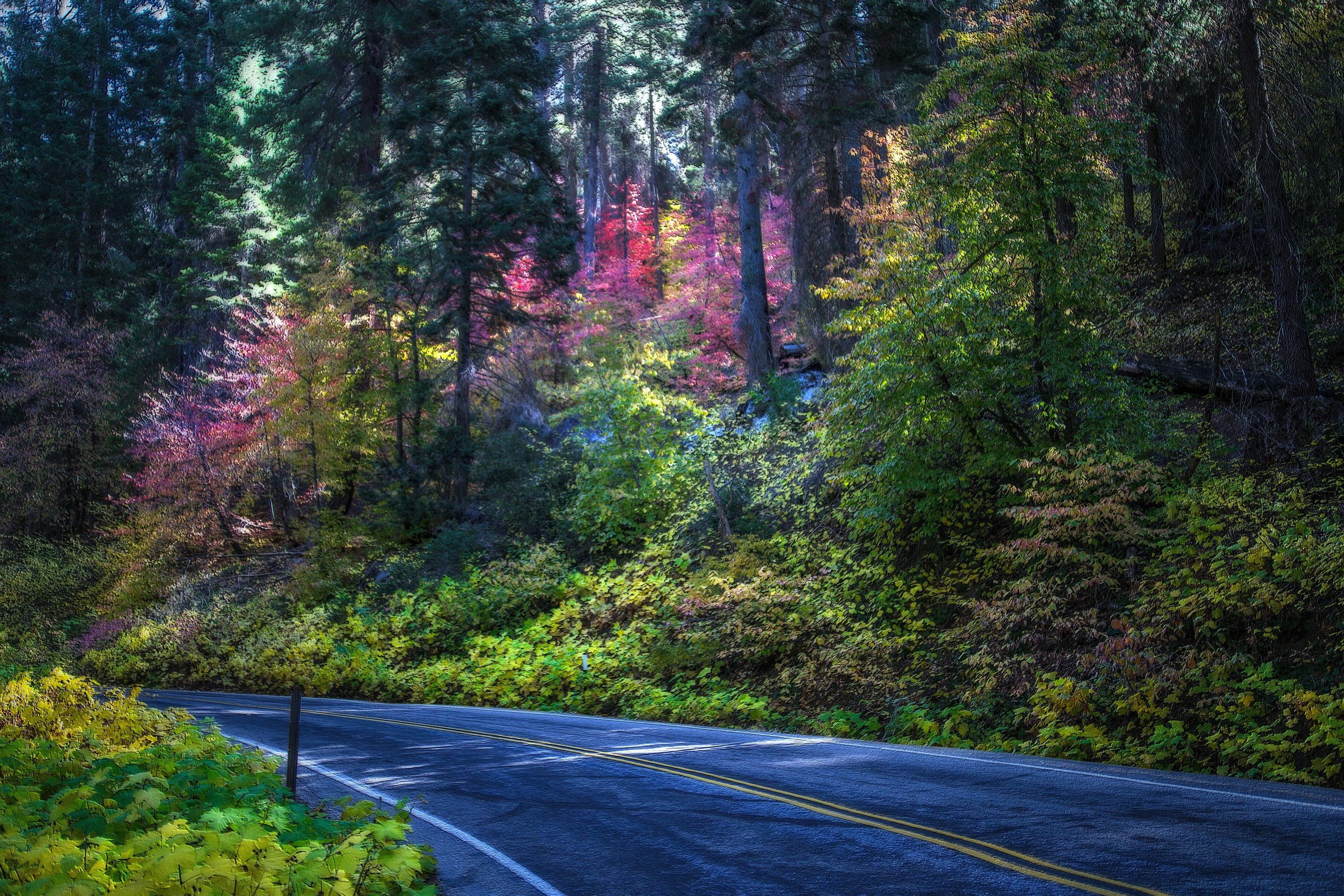 Road through a colorful forest in Sequoia National Park HD Wallpaper