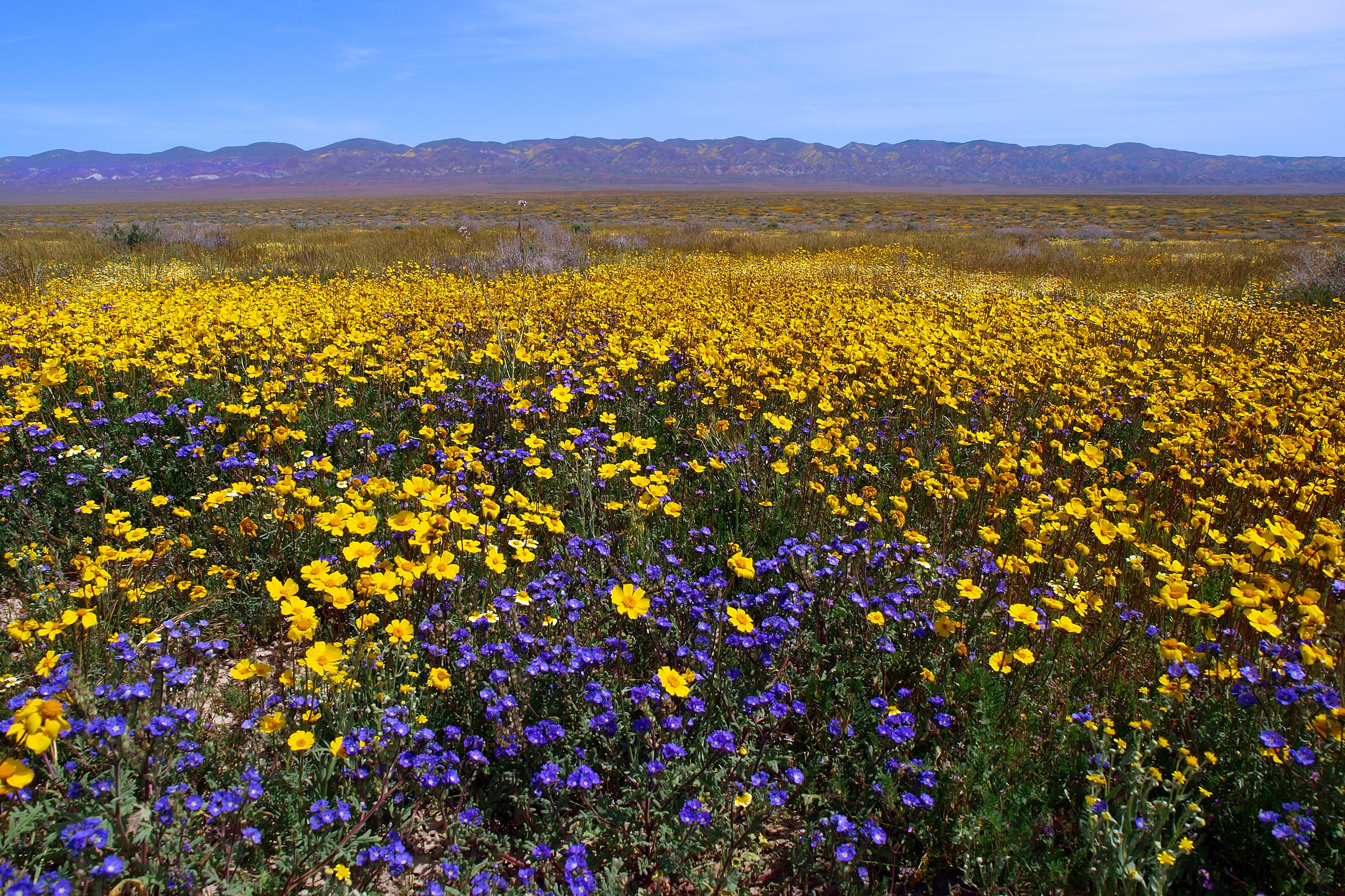 Field of Yellow and Purple Wildflowers with Mountains HD Wallpaper