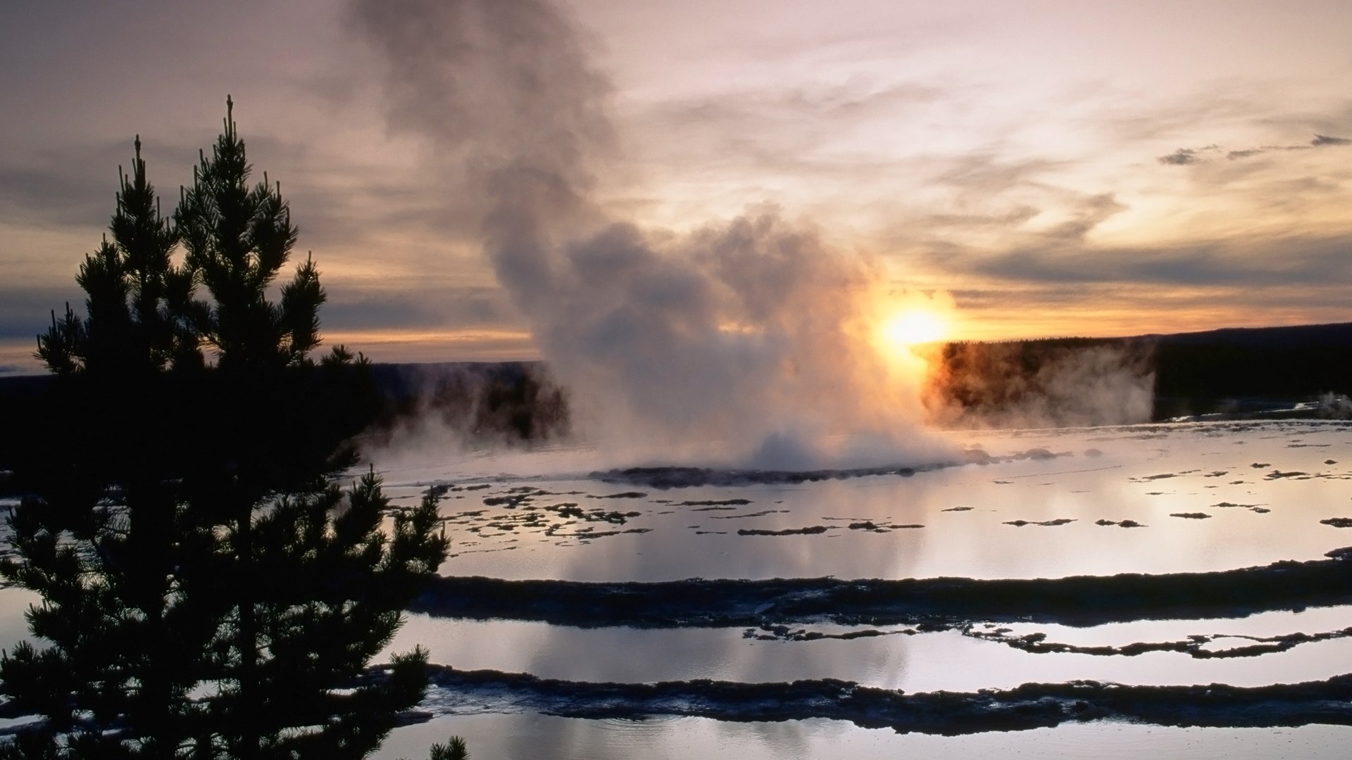Geyser erupting at sunrise with a pine tree silhouette HD Wallpaper