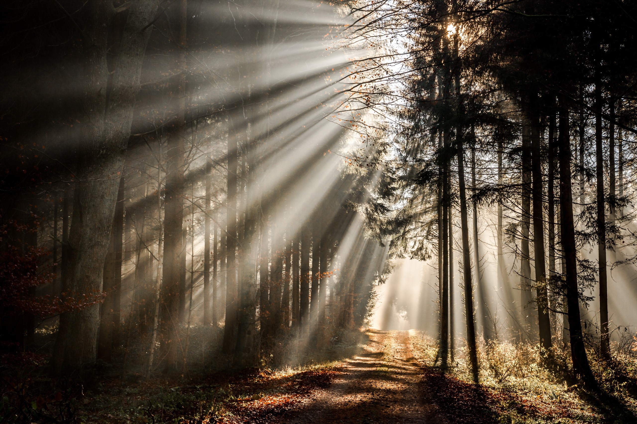 Sunbeams filtering through a forest path HD Wallpaper