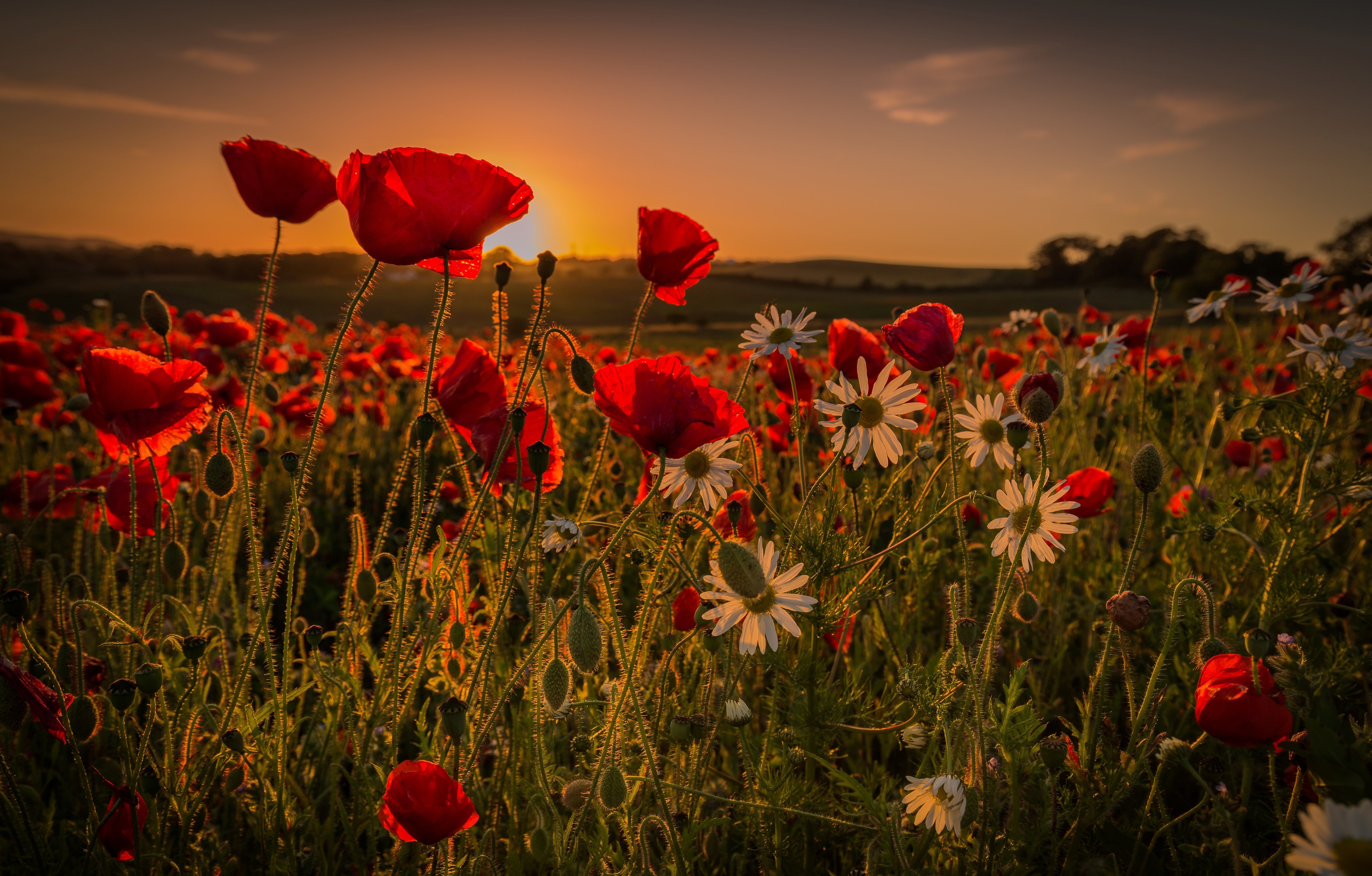 Field of Poppies at Sunset HD Wallpaper