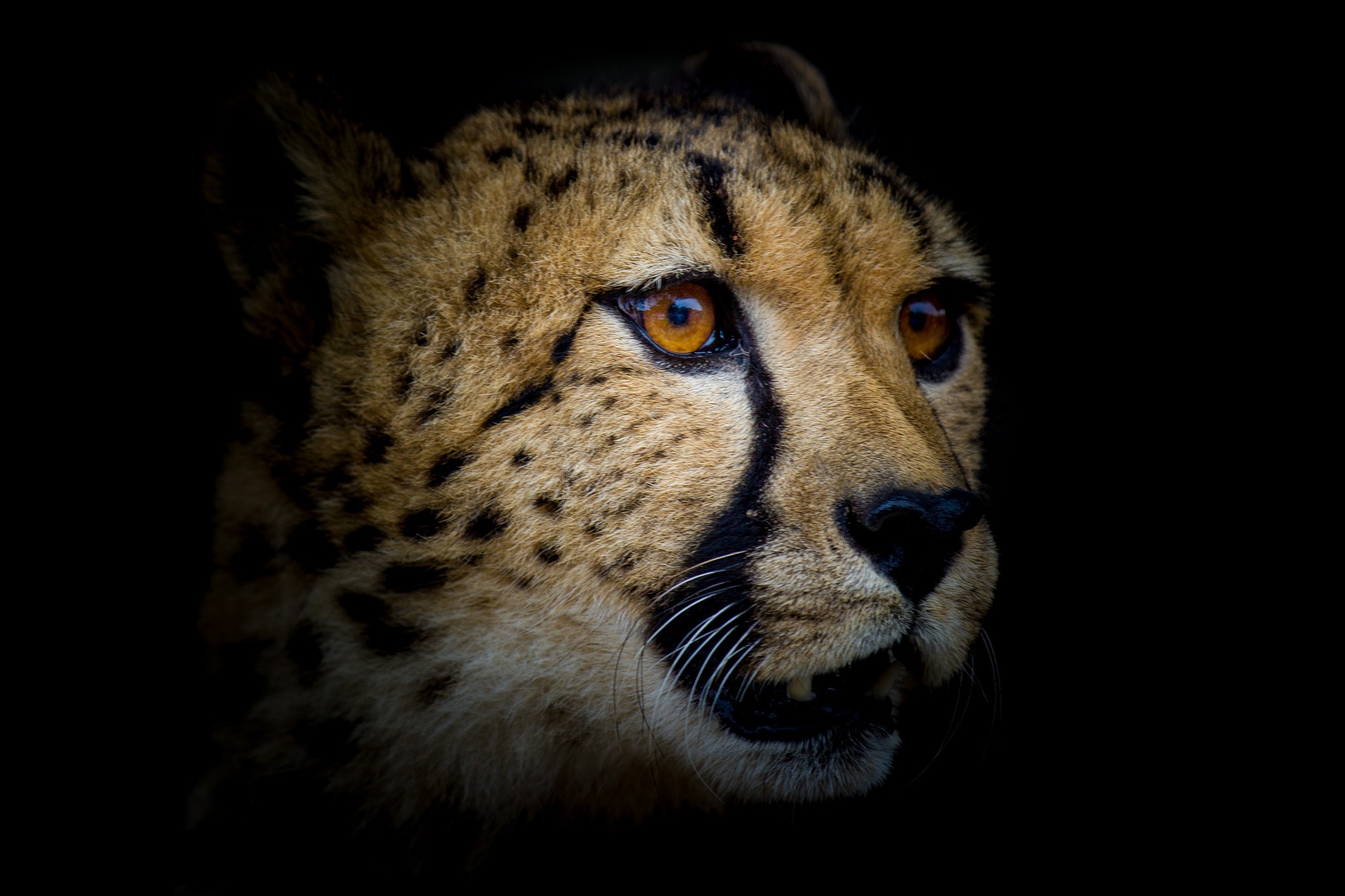 Close-up of a cheetah's face with black background HD Wallpaper