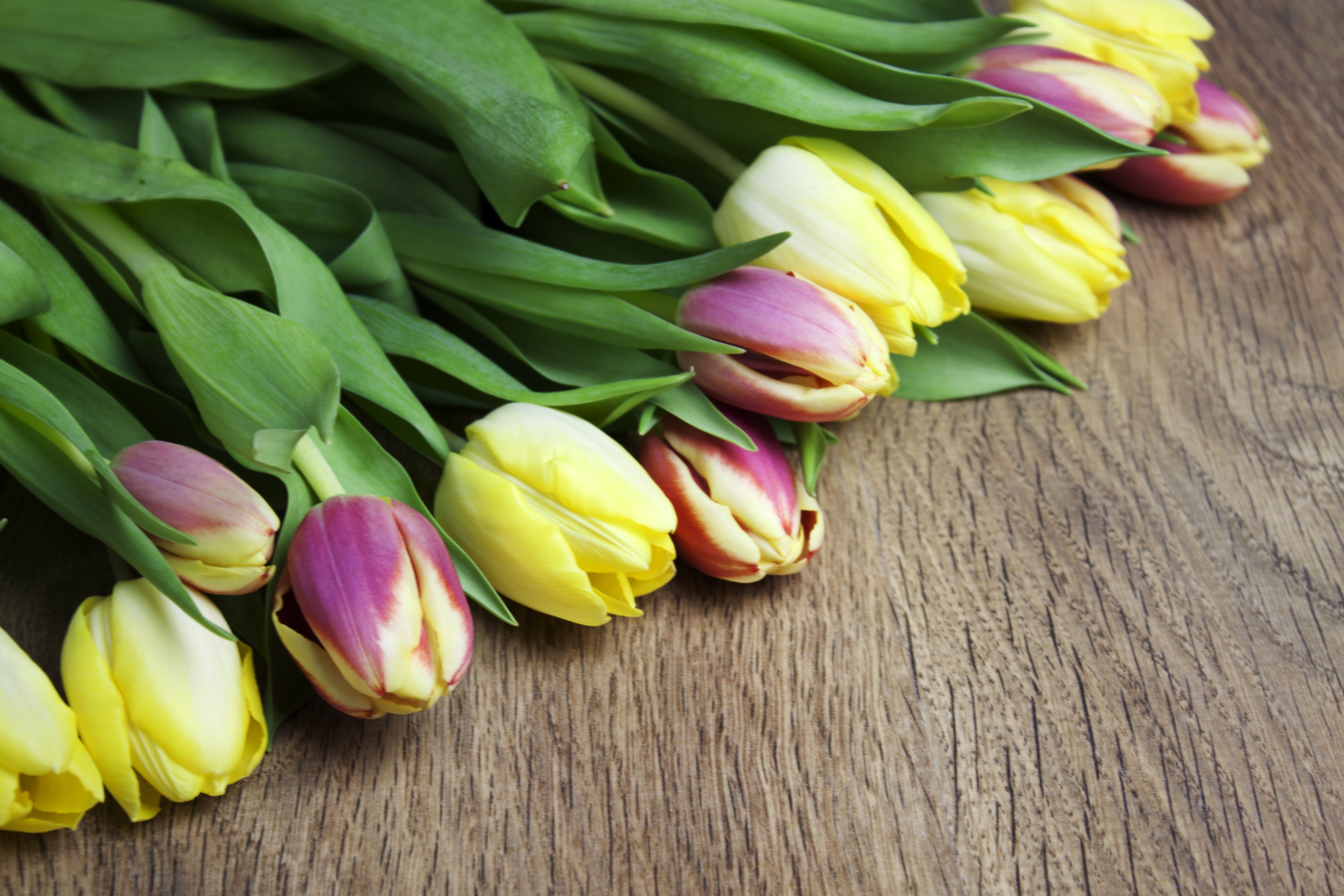4K Tulips on Wooden Surface HD Wallpaper