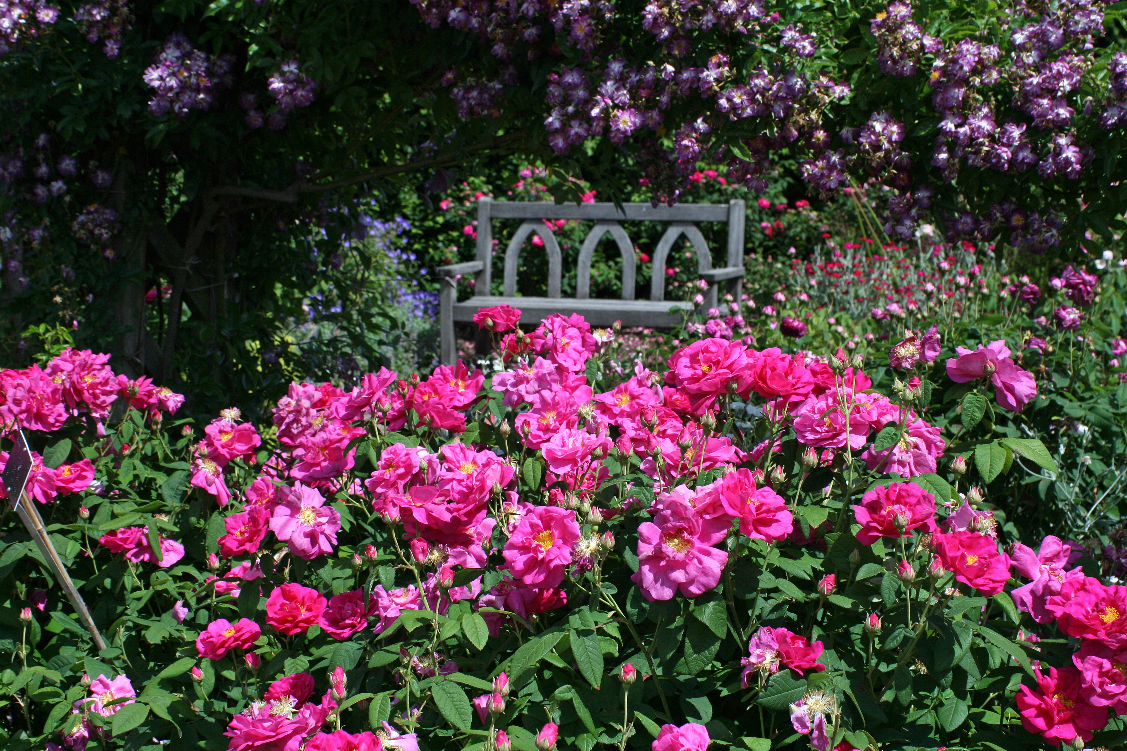 Rosemoor Gardens Bench with Pink Roses HD Wallpaper